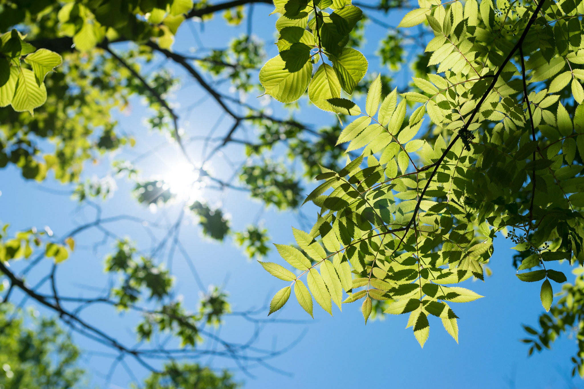 Nikon D5300 + Sigma 35mm F1.4 DG HSM Art sample photo. Summer day photography