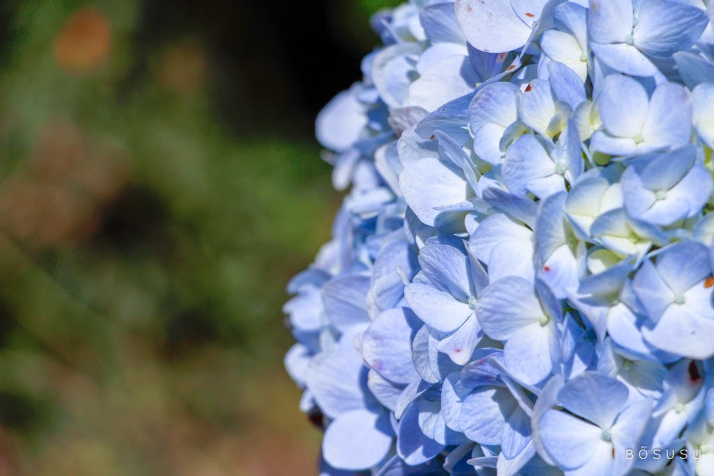 Canon EOS 700D (EOS Rebel T5i / EOS Kiss X7i) + Canon EF-S 18-135mm F3.5-5.6 IS STM sample photo. Hydrangea photography