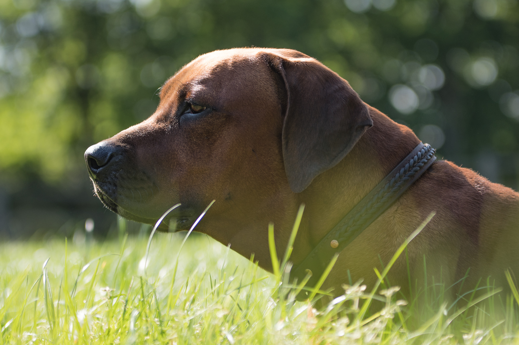 Sigma 70-200mm F2.8 EX DG OS HSM sample photo. Enjoy the sun photography