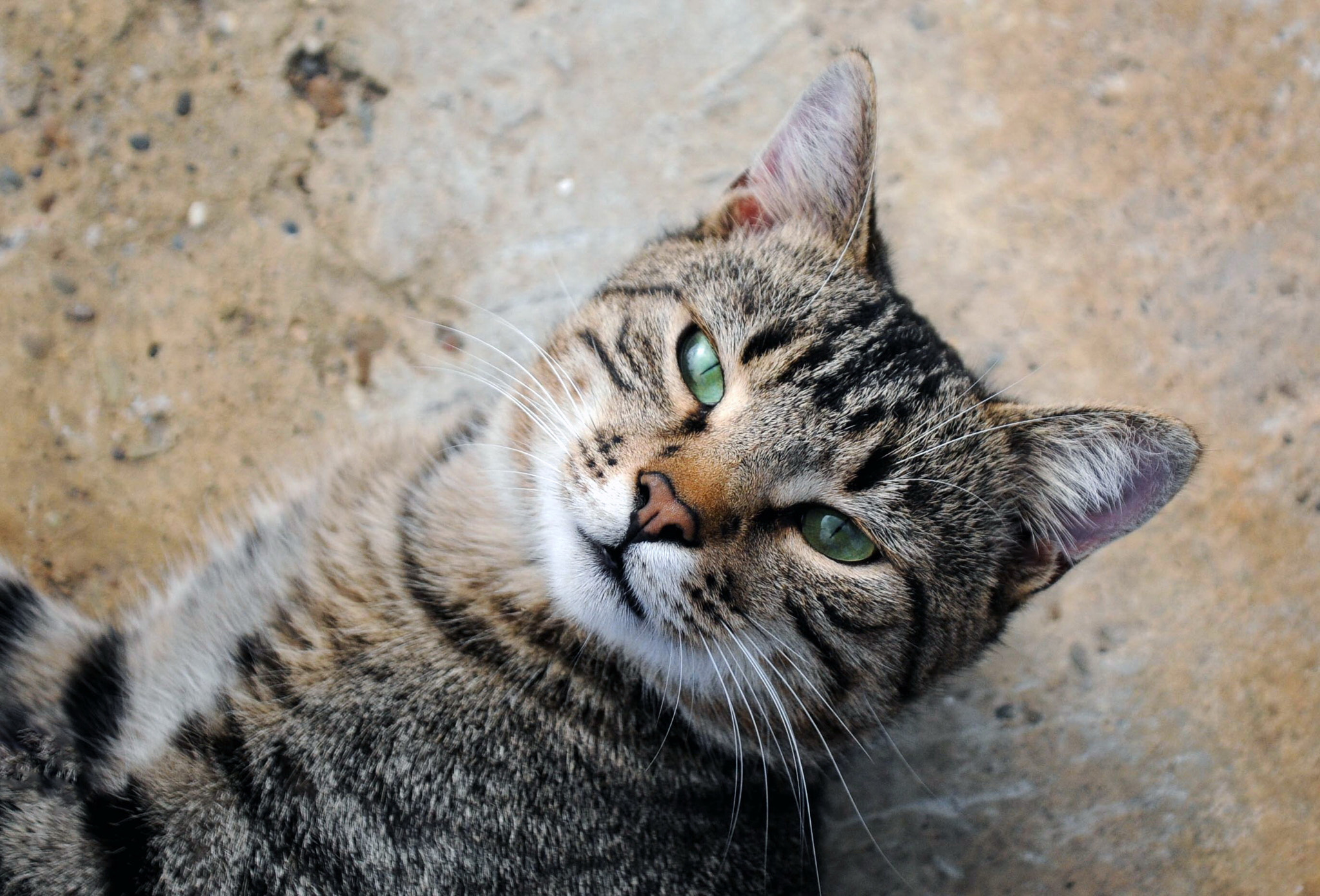 Sigma 18-50mm F2.8-4.5 DC OS HSM sample photo. Lazy cat photography