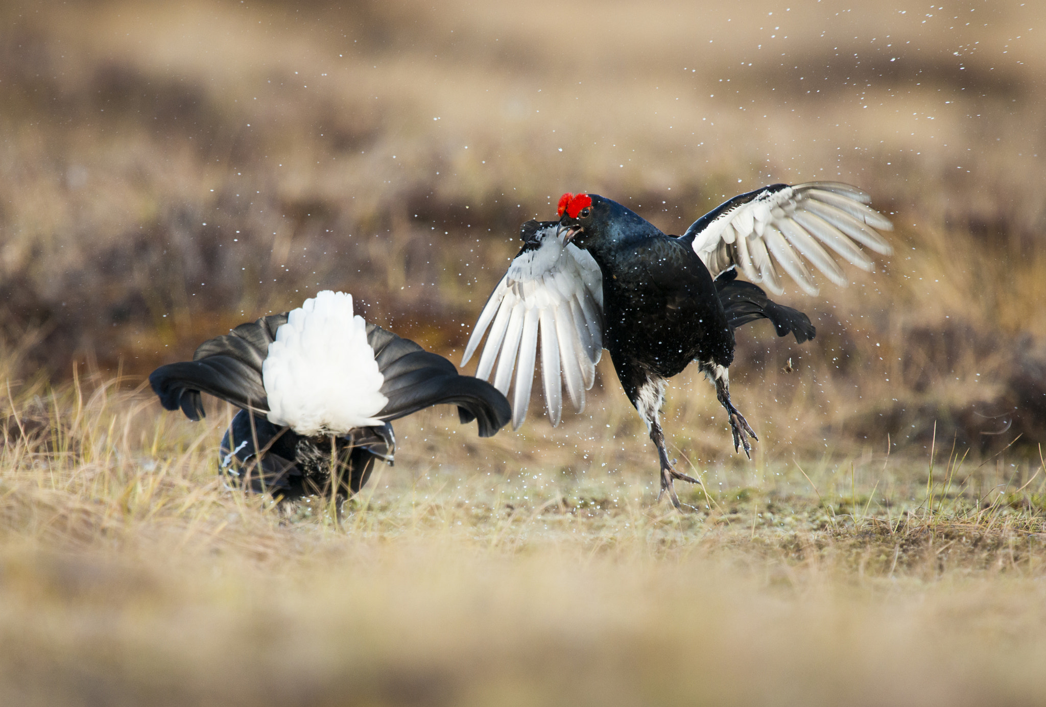 Nikon D800 + Nikon AF-S Nikkor 600mm F4G ED VR sample photo. Black grouse fight photography