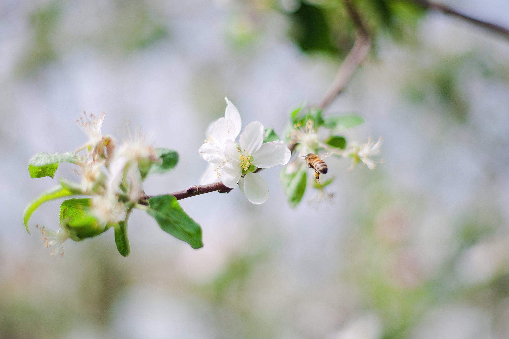 Canon EOS-1D Mark III + Canon EF 50mm F1.8 II sample photo. Bee photography