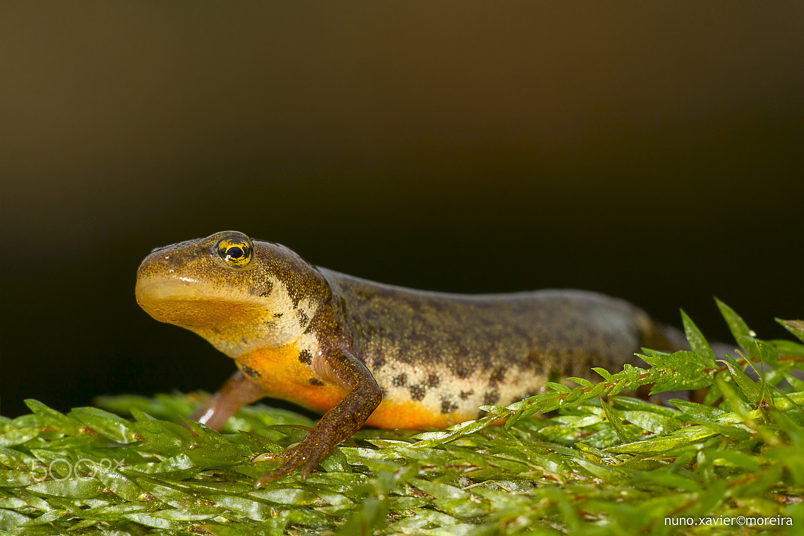 Sigma 150mm f/2.8 EX DG OS HSM APO Macro sample photo. Tritao laranja photography