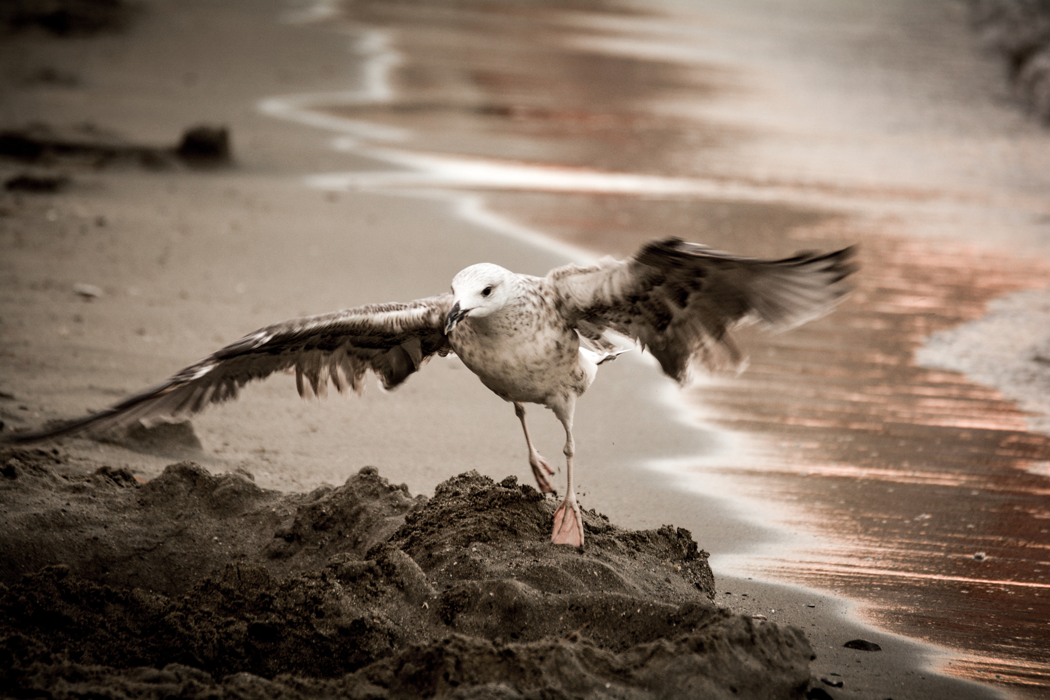 Nikon D7100 + Sigma 70-300mm F4-5.6 DG OS sample photo. Beach bird.jpg photography