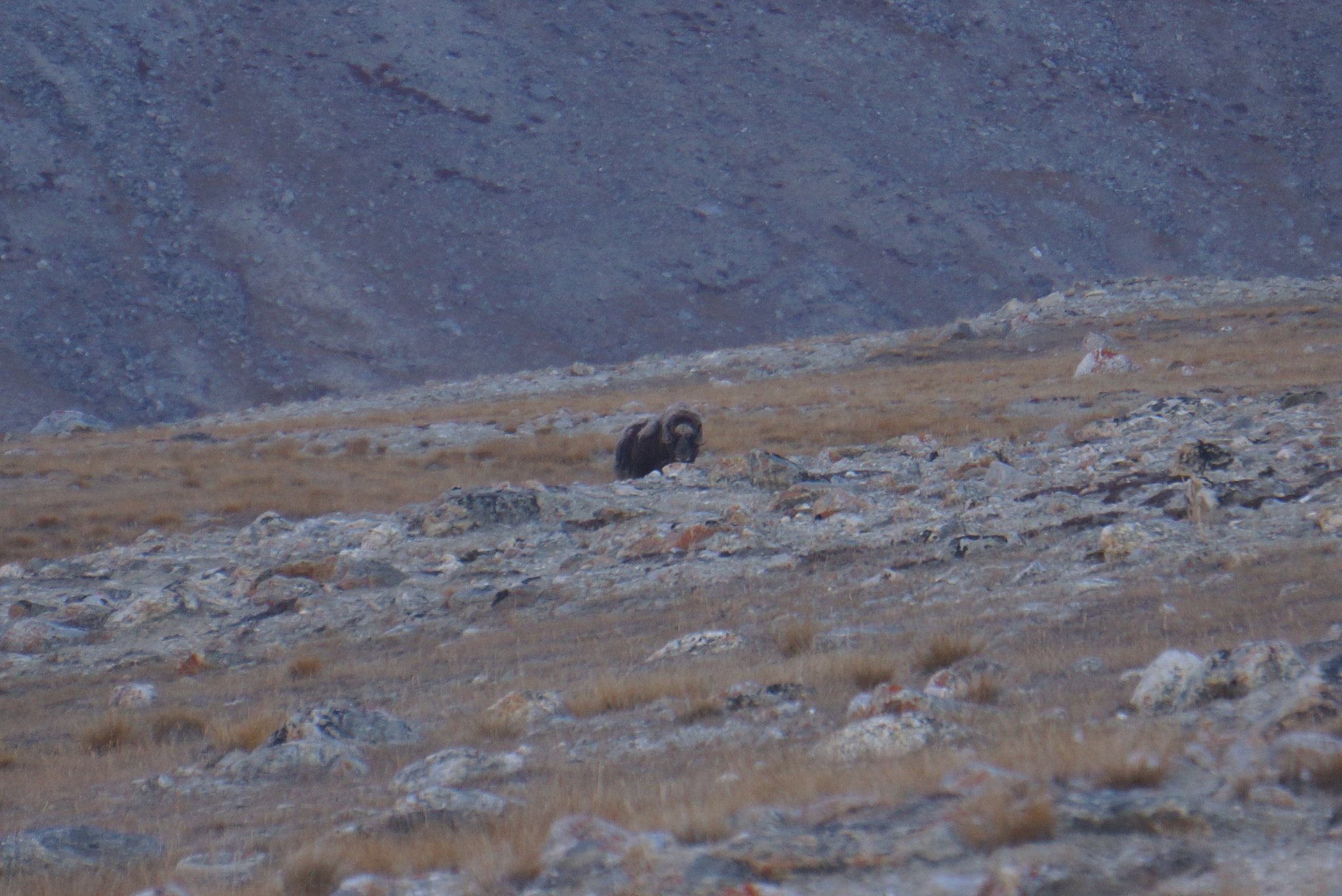 Sony Alpha NEX-7 sample photo. Greenland september 2015 photography