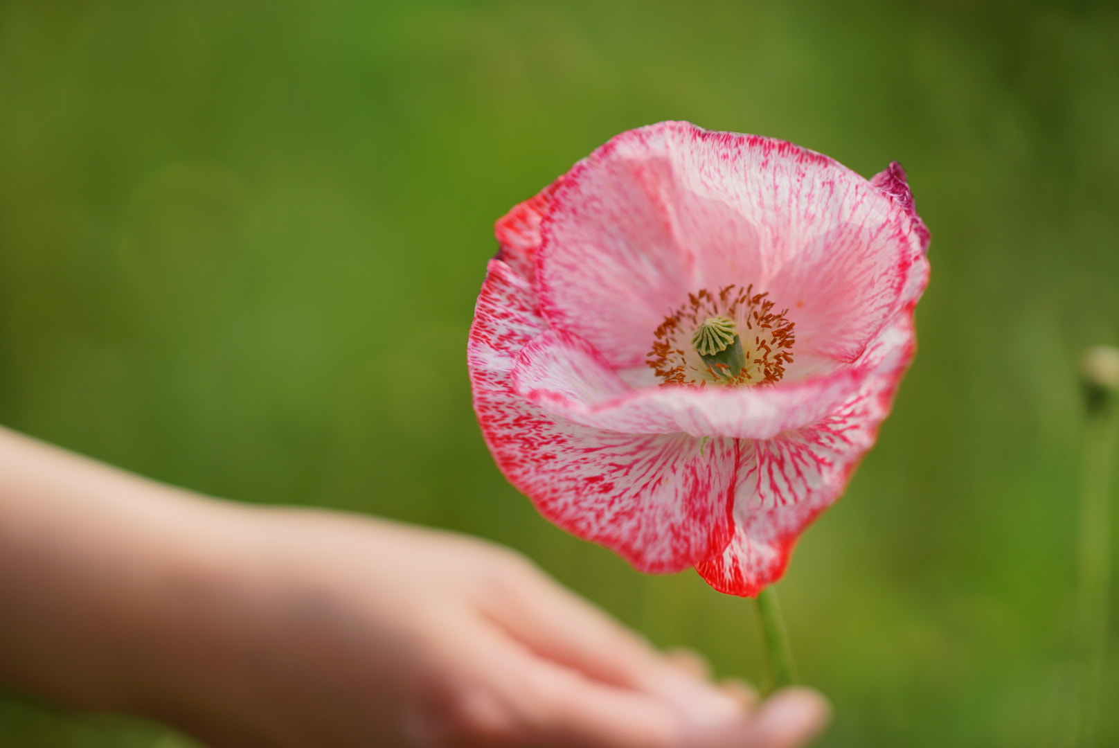 Sony Sonnar T* 135mm F1.8 ZA sample photo