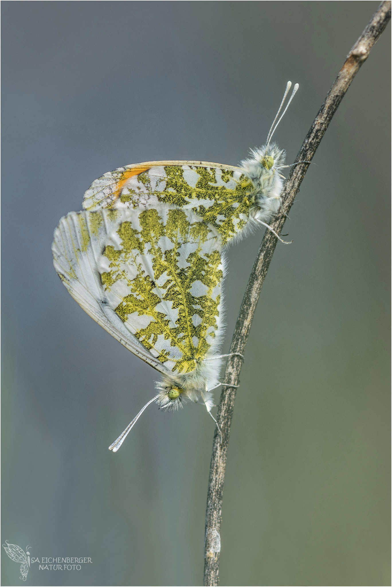 Nikon D810 + Nikon AF Micro-Nikkor 200mm F4D ED-IF sample photo. Aurora-pärchen photography