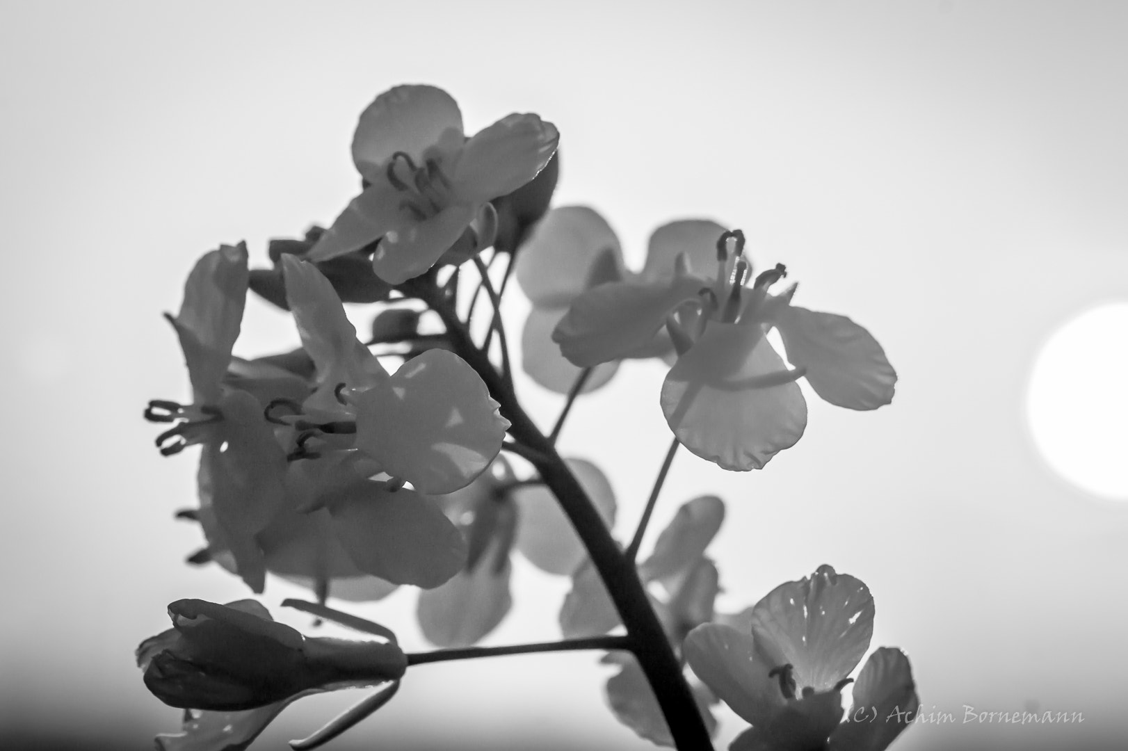 Sony SLT-A58 + 90mm F2.8 Macro SSM sample photo. Brassica napus  photography