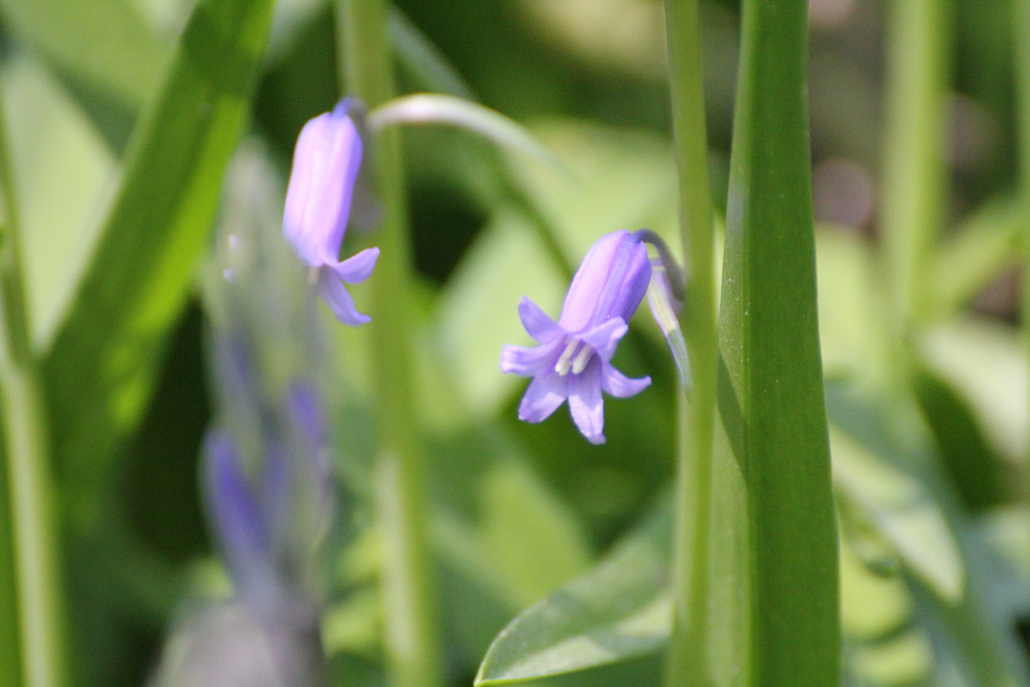 Tamron SP 35mm F1.8 Di VC USD sample photo. Spring photography