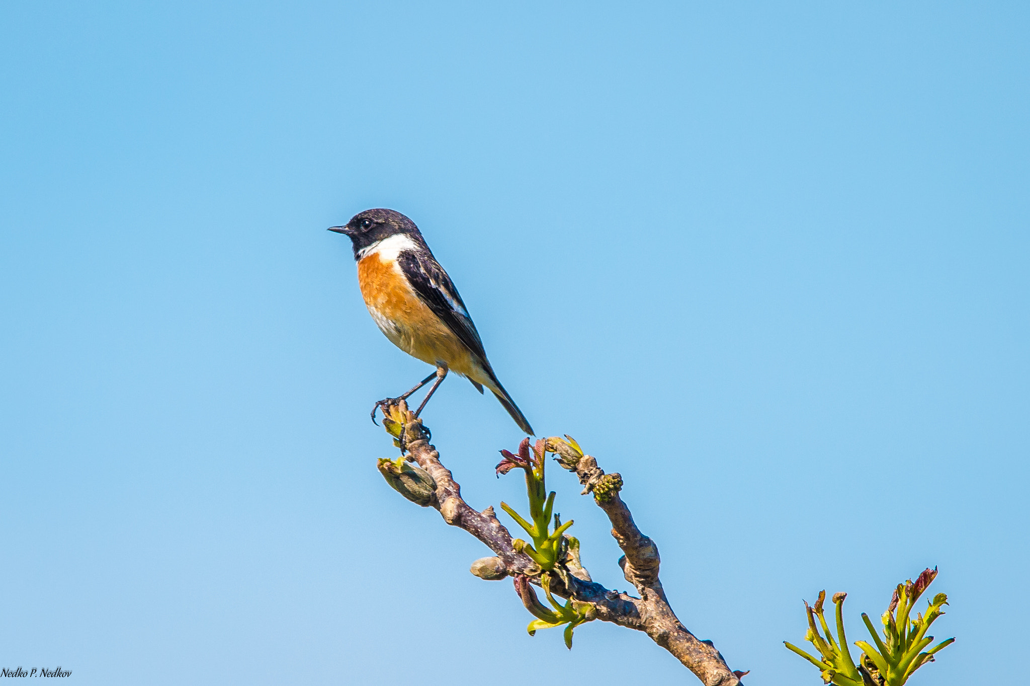 Nikon AF-S Nikkor 600mm F4E FL ED VR sample photo. European stonechat photography