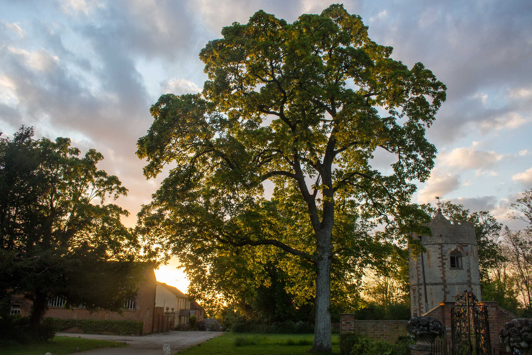 Canon EF-S 18-55mm F3.5-5.6 sample photo. Tree in evening sun photography