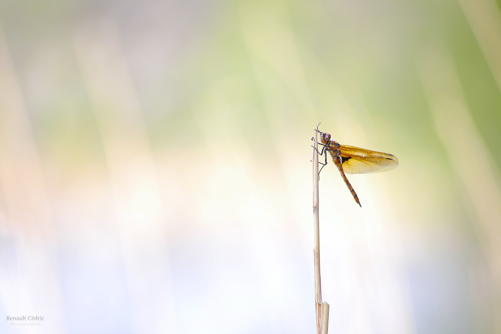 Canon EF 300mm F4L IS USM sample photo. Perchoir a odonate photography