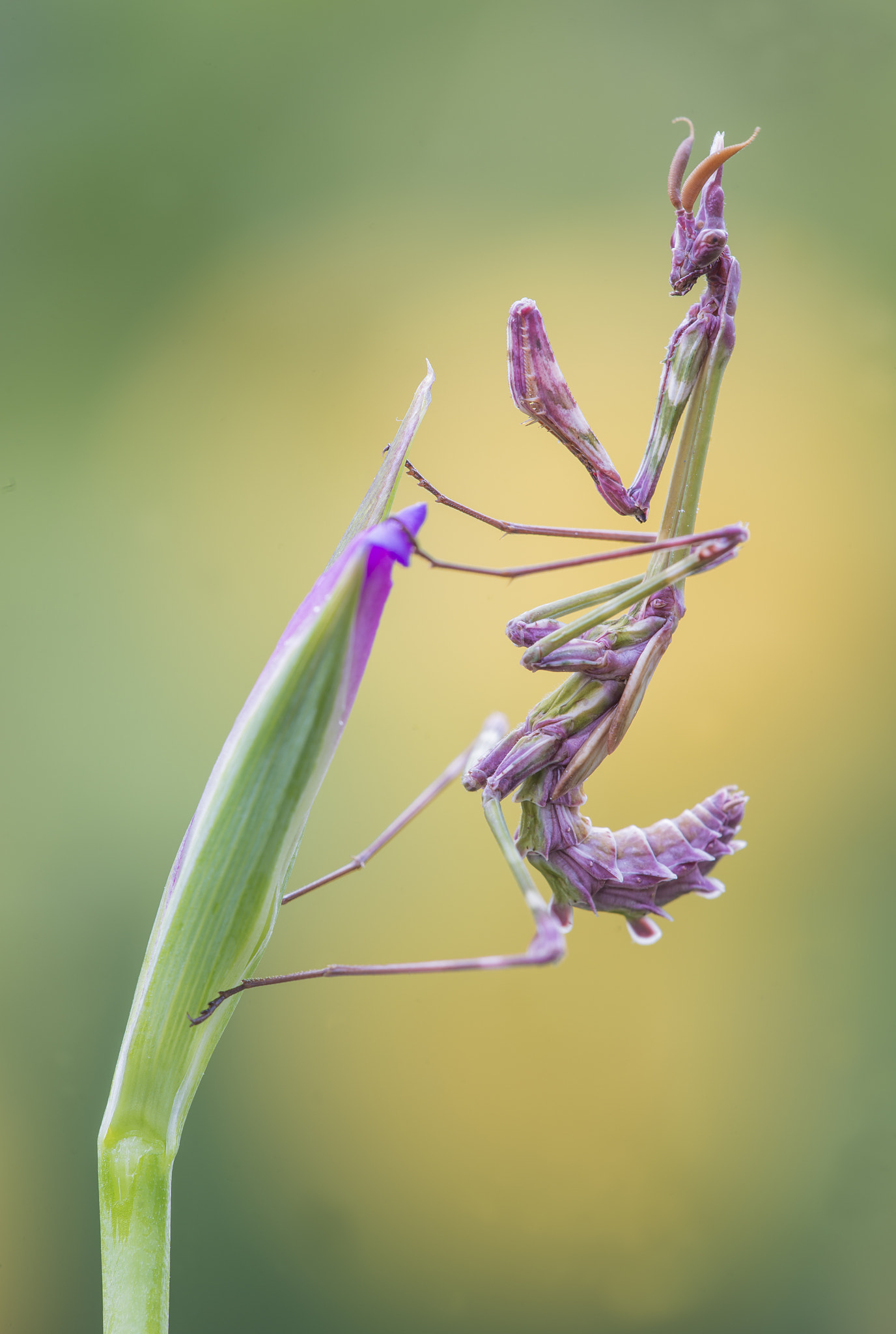 Sigma 150mm F2.8 EX DG Macro HSM sample photo. Empusa pennata photography