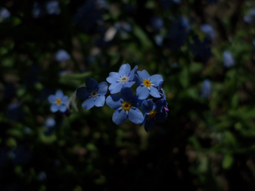 Samsung DV150F/DV151F/DV155F sample photo. Beauty.. photography