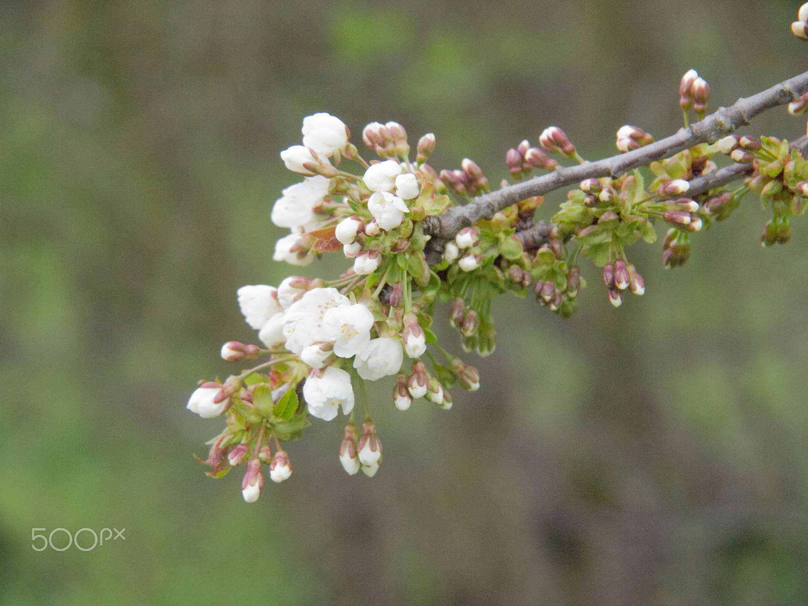 Olympus PEN E-PL1 sample photo. The.flower photography
