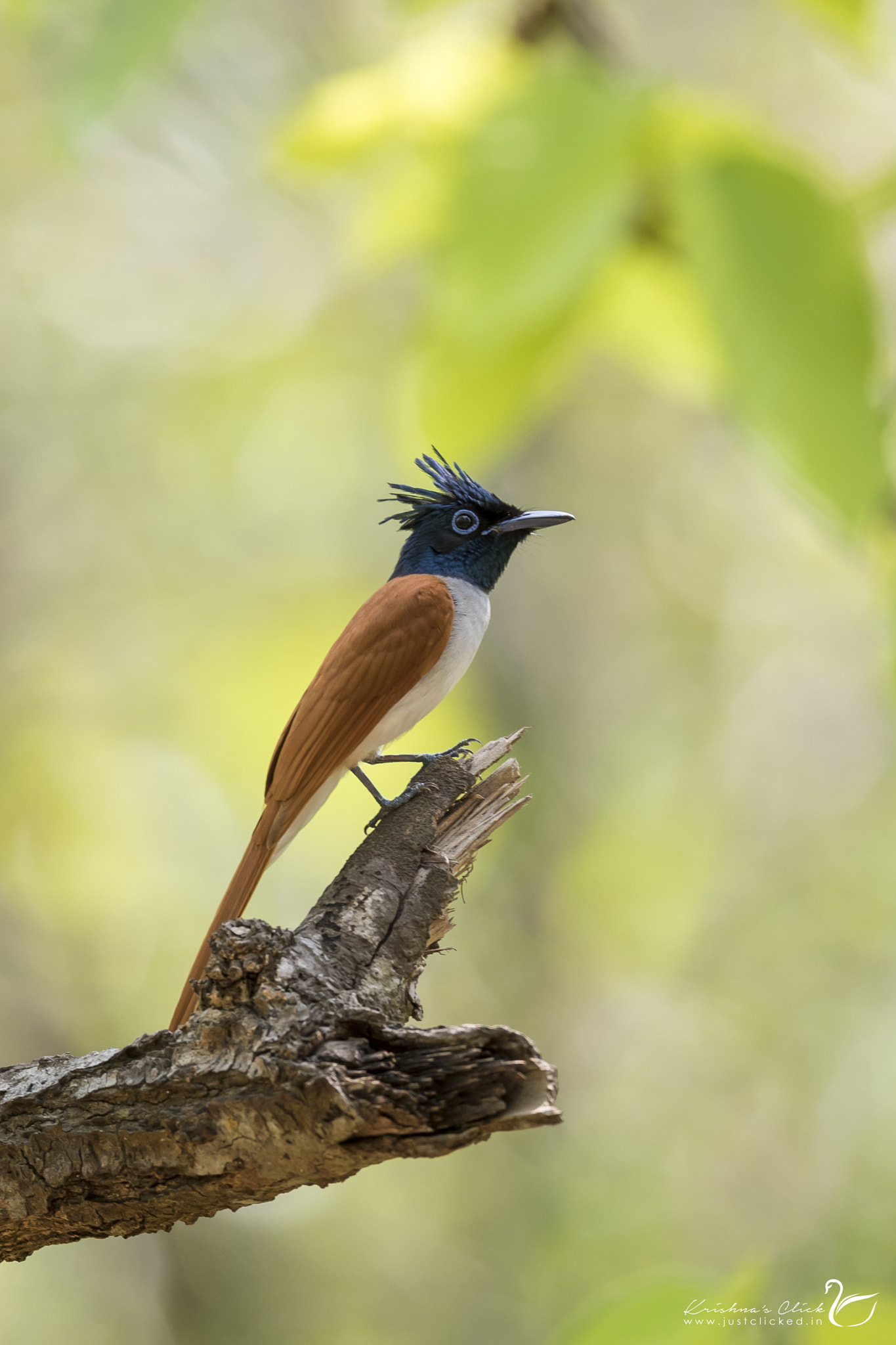 Nikon AF-S Nikkor 600mm F4E FL ED VR sample photo. Indian paradise flycatcher photography