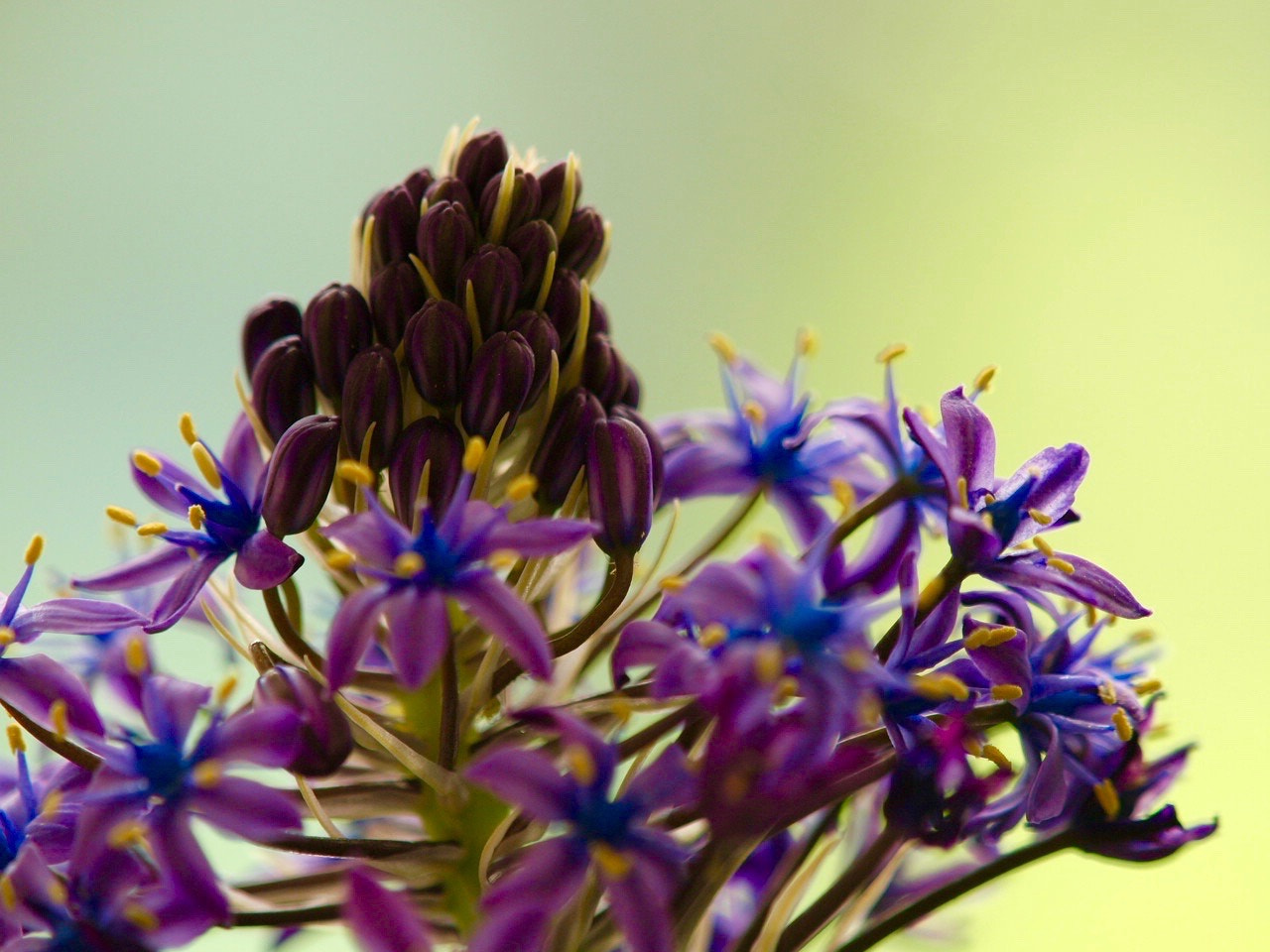 Olympus E-3 sample photo. Blue sapphire photography