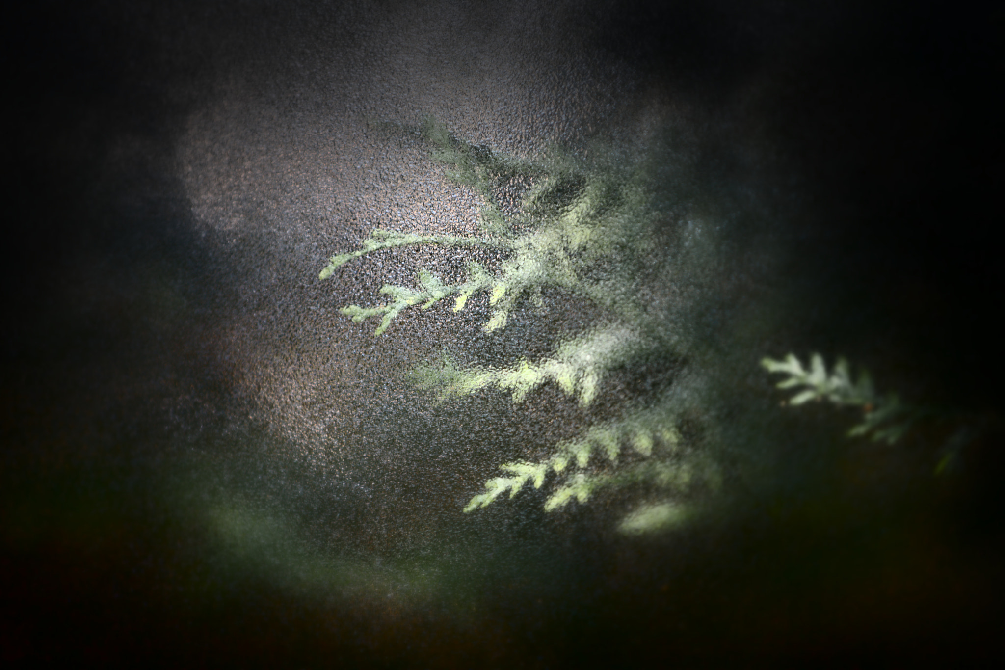 Canon EF 80-200mm f/2.8L sample photo. [rj] liminal leaves photography