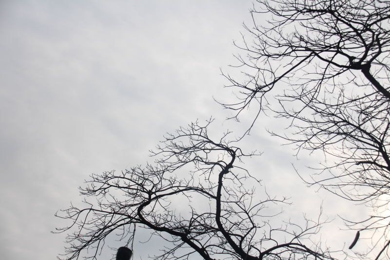 Canon EOS 700D (EOS Rebel T5i / EOS Kiss X7i) sample photo