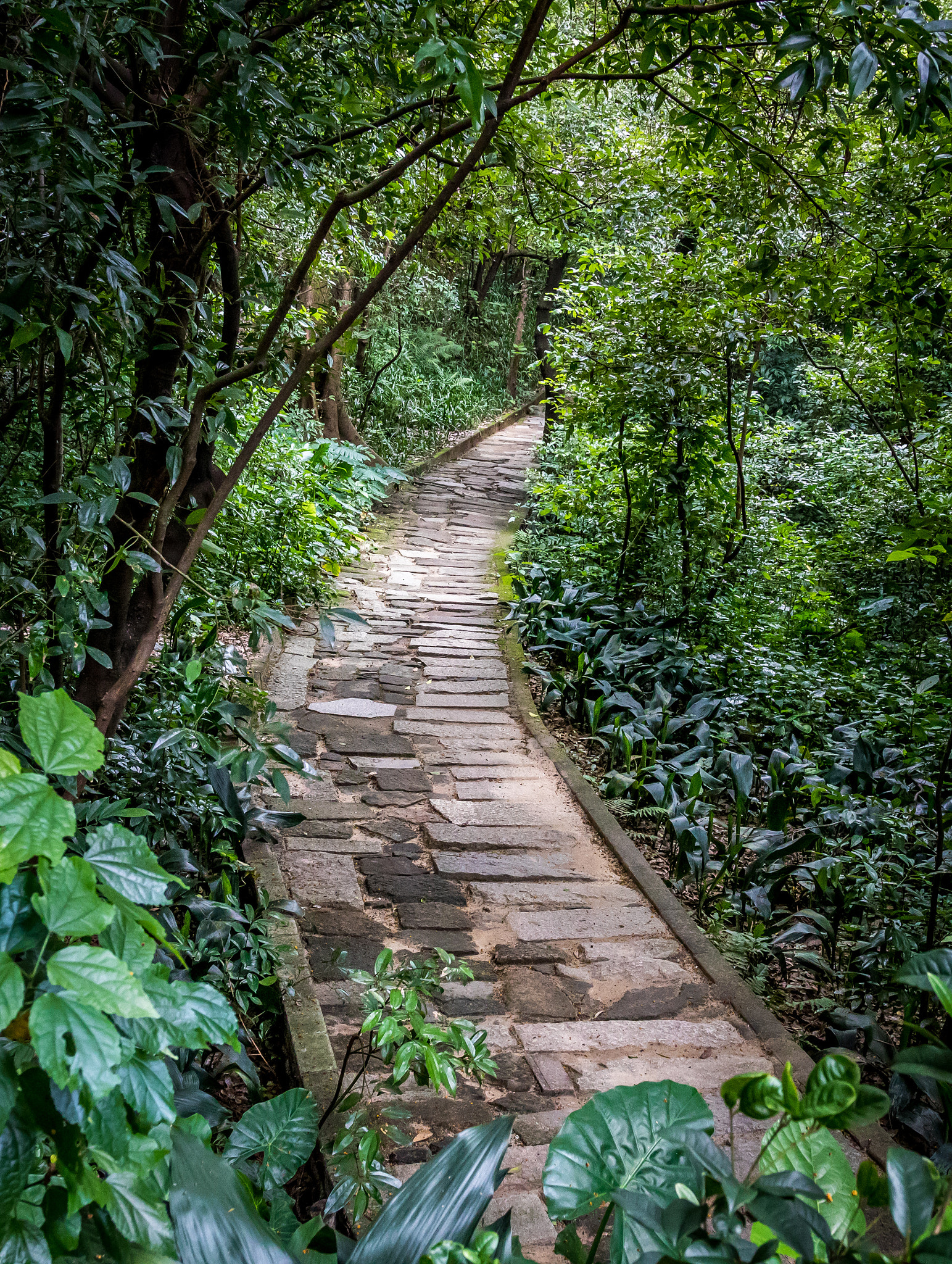 Sigma 18-35mm f/1.8 DC HSM sample photo. Road in forest photography