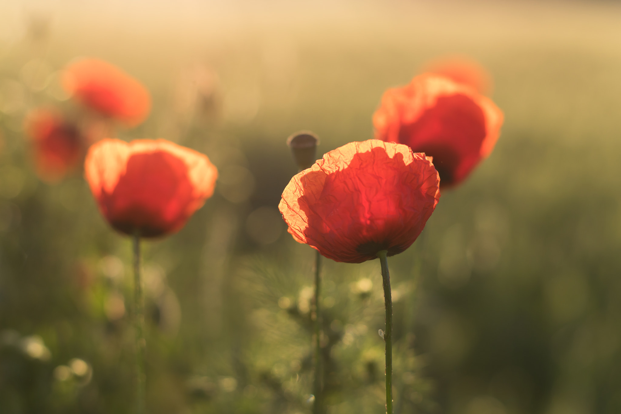 Nikon D5300 + AF Nikkor 50mm f/1.8 N sample photo. Poppies photography