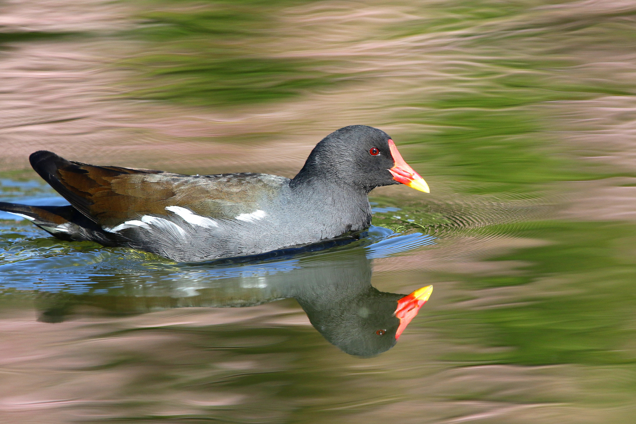 Canon EF 500mm F4L IS II USM sample photo. Moorhen photography