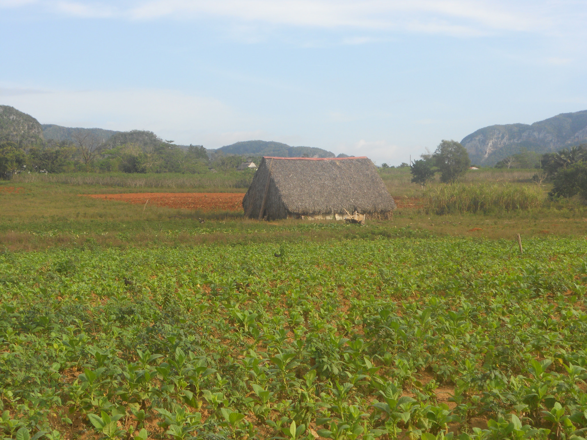 Nikon COOLPIX S2550 sample photo. Tobacco hunt in the tobacco field! photography