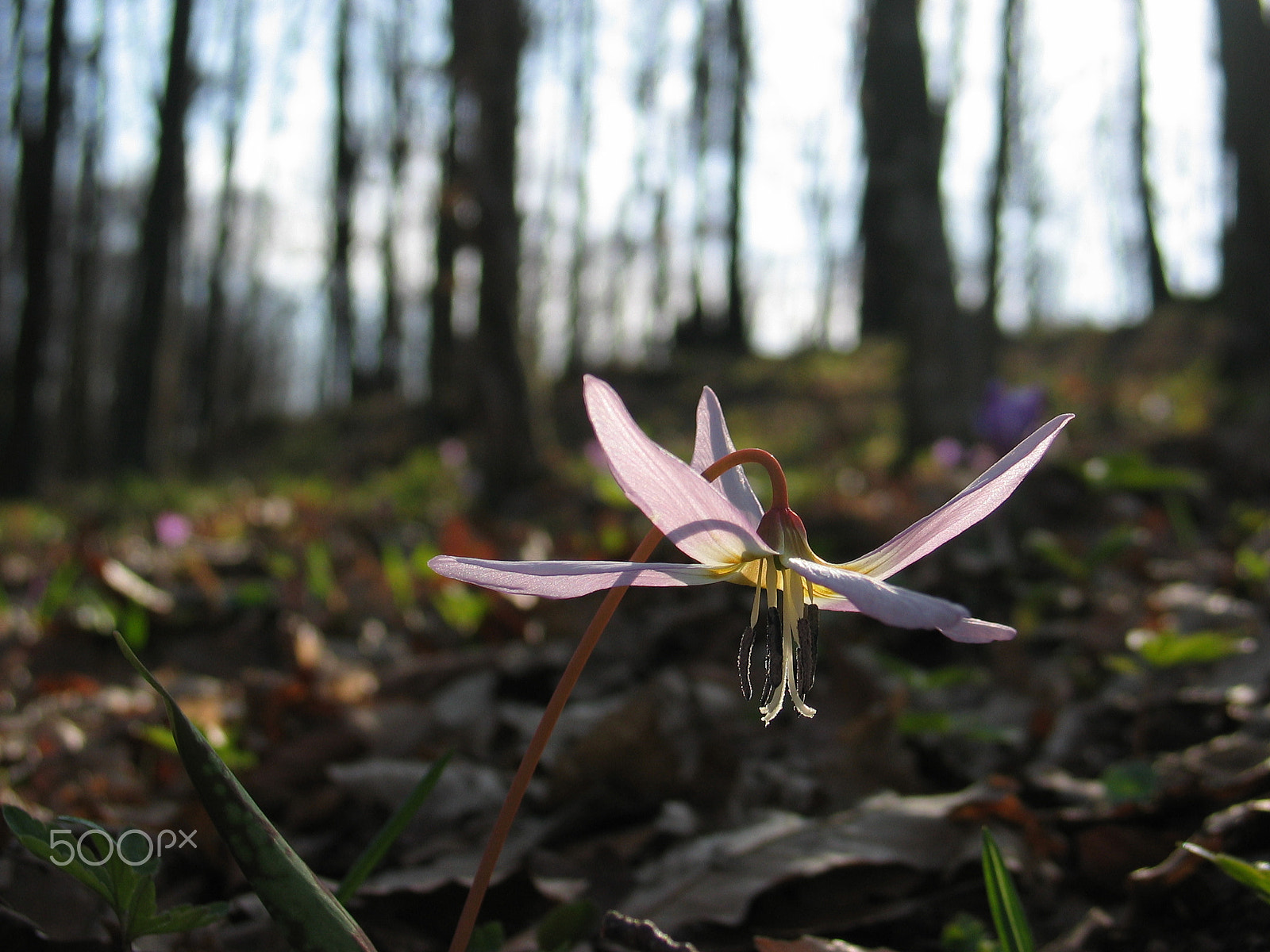 Canon POWERSHOT G3 sample photo. Erythronium dens-canis photography