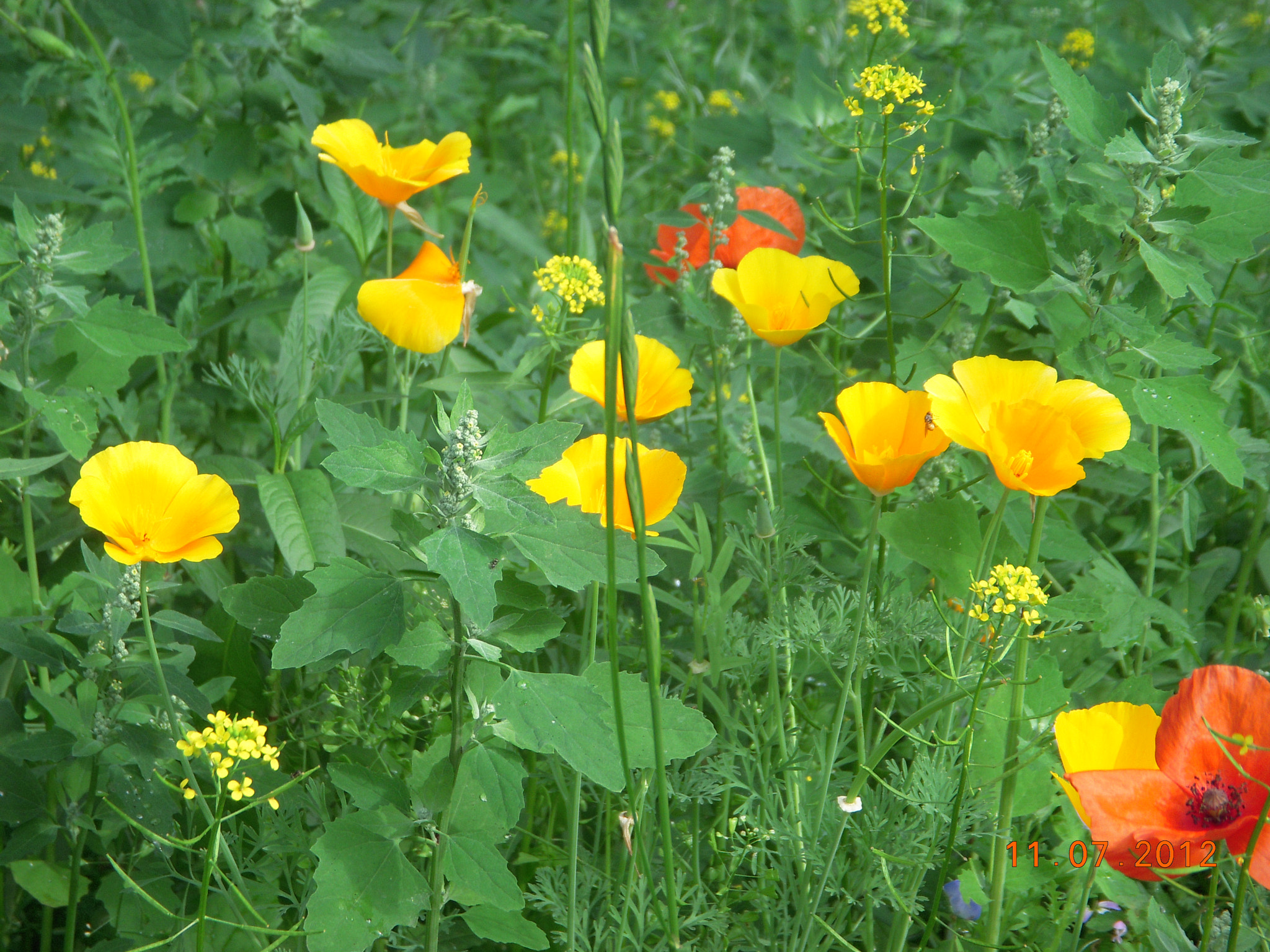 Nikon Coolpix S52 sample photo. Summer flowers photography