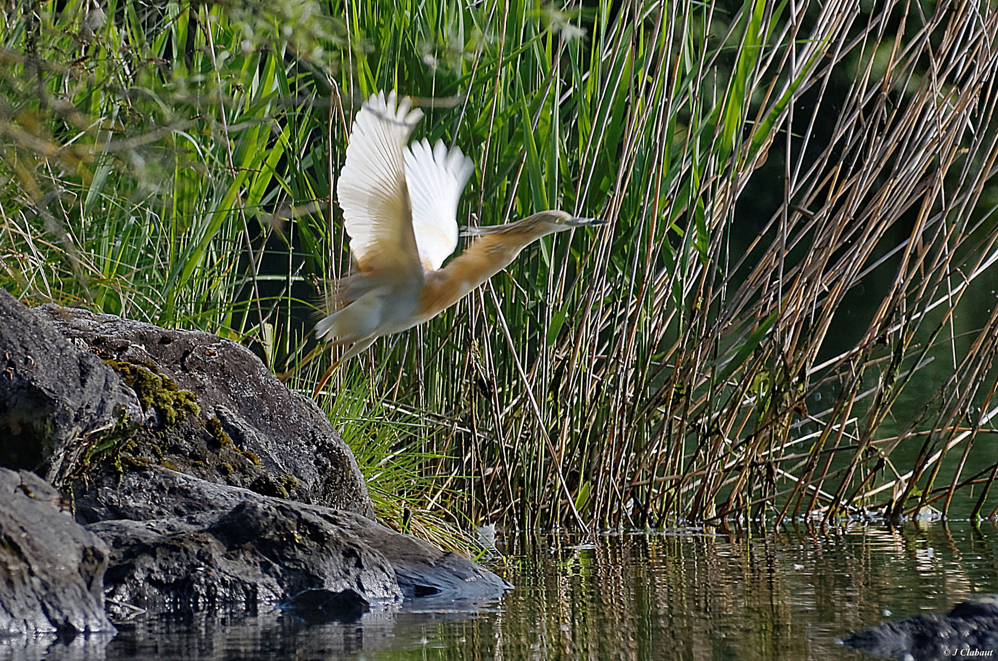 Sigma 150-500mm F5-6.3 DG OS HSM sample photo. Crabier chevelu photography