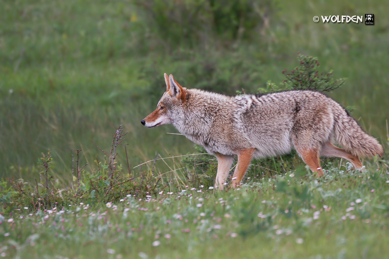 Canon EOS 40D + Canon EF 70-300mm F4.5-5.6 DO IS USM sample photo. Coyote photography
