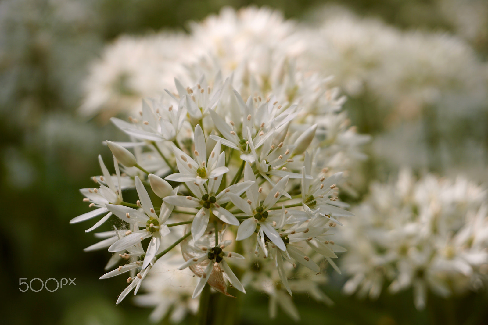 Sony a6300 + Sony E 18-50mm F4-5.6 sample photo. Wildgarlic photography