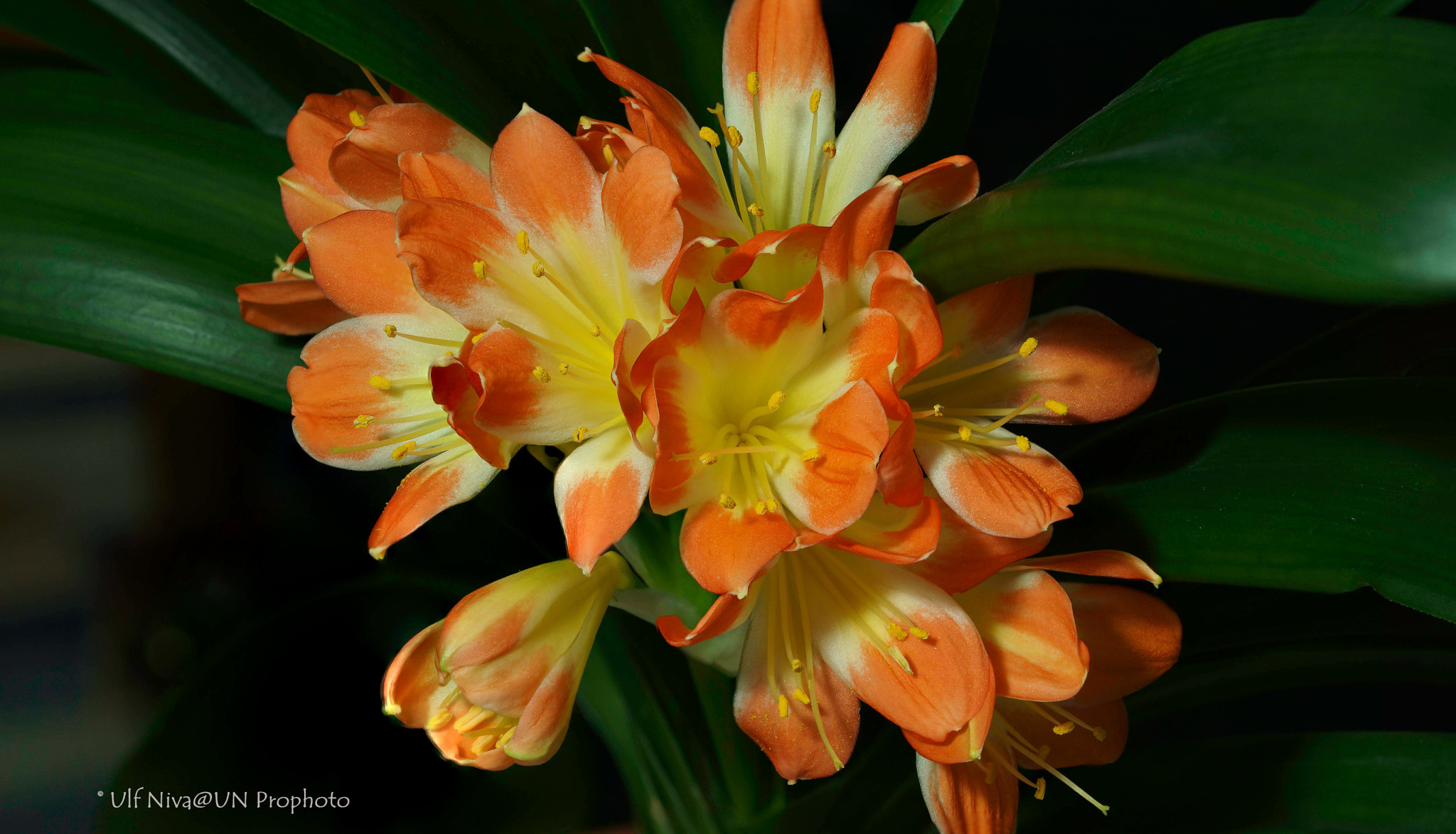 90mm F2.8 Macro SSM sample photo. Clivia explosion! photography