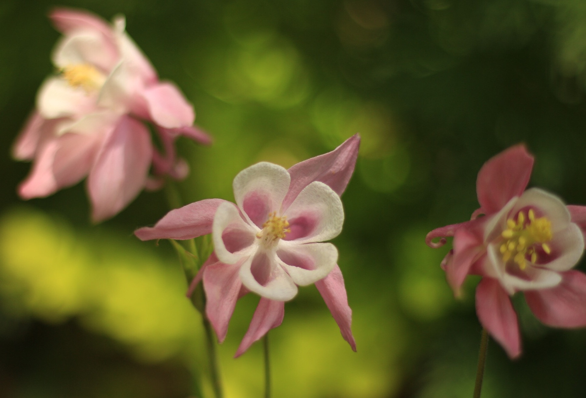 Canon EOS M + Canon EF 50mm F1.8 STM sample photo. Columbine photography
