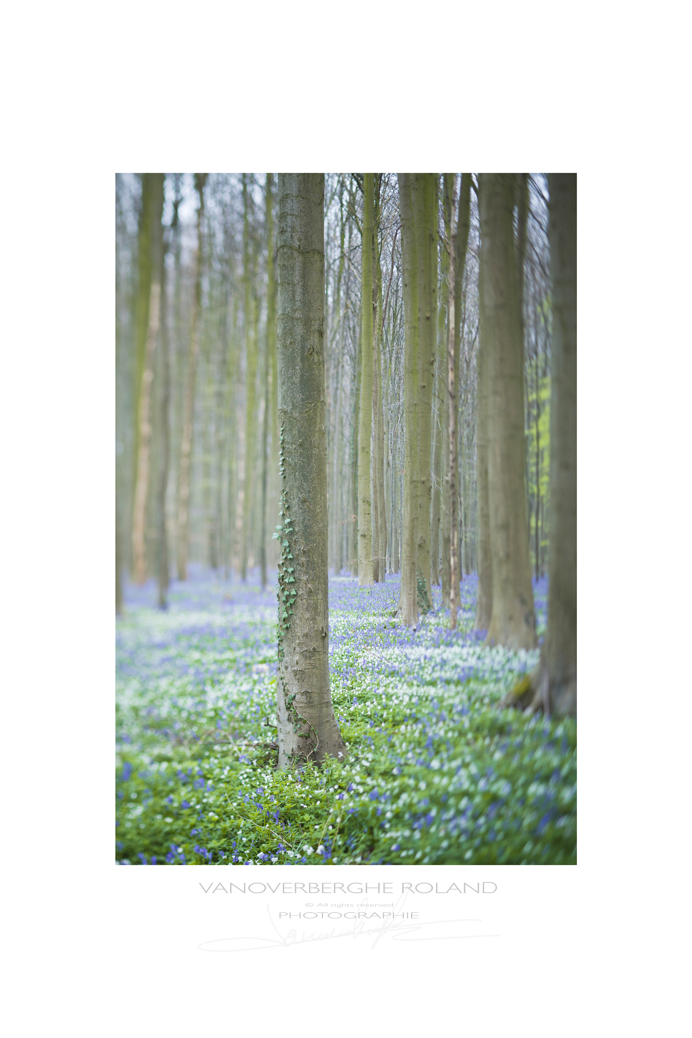 Canon TS-E 90mm F2.8 Tilt-Shift sample photo. Blue forest photography