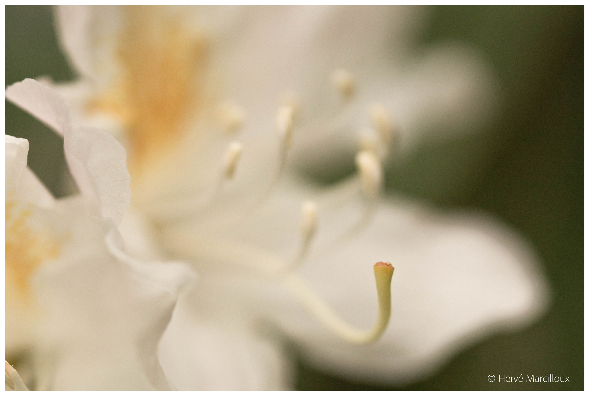 Sony SLT-A77 + 105mm F2.8 sample photo. Secret life of flowers photography