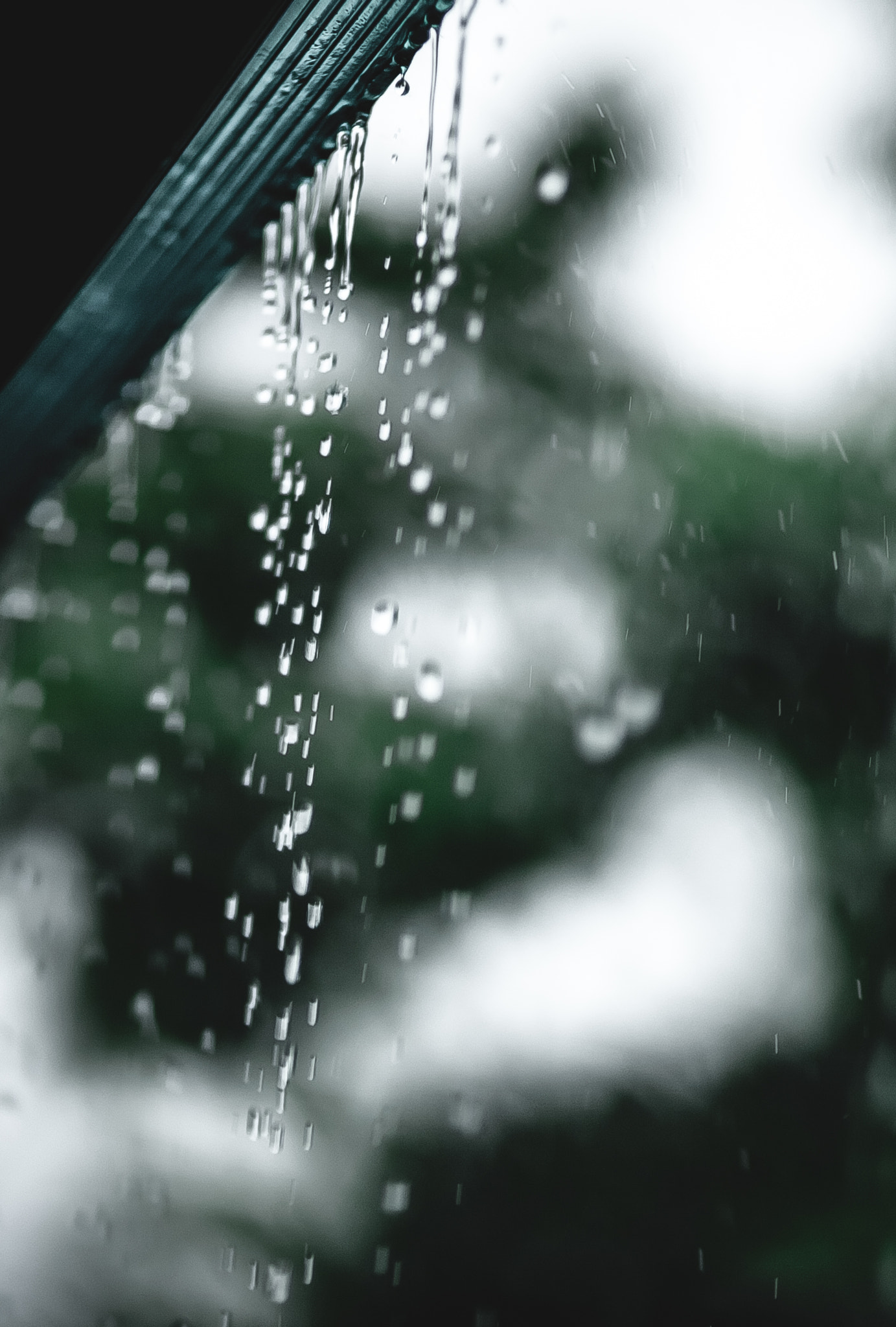 Canon EOS 5D + Canon EF 100mm F2.0 USM sample photo. Rain photography
