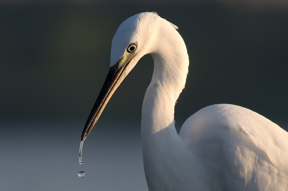 Sigma 150-500mm F5-6.3 DG OS HSM sample photo. 416890225479 photography