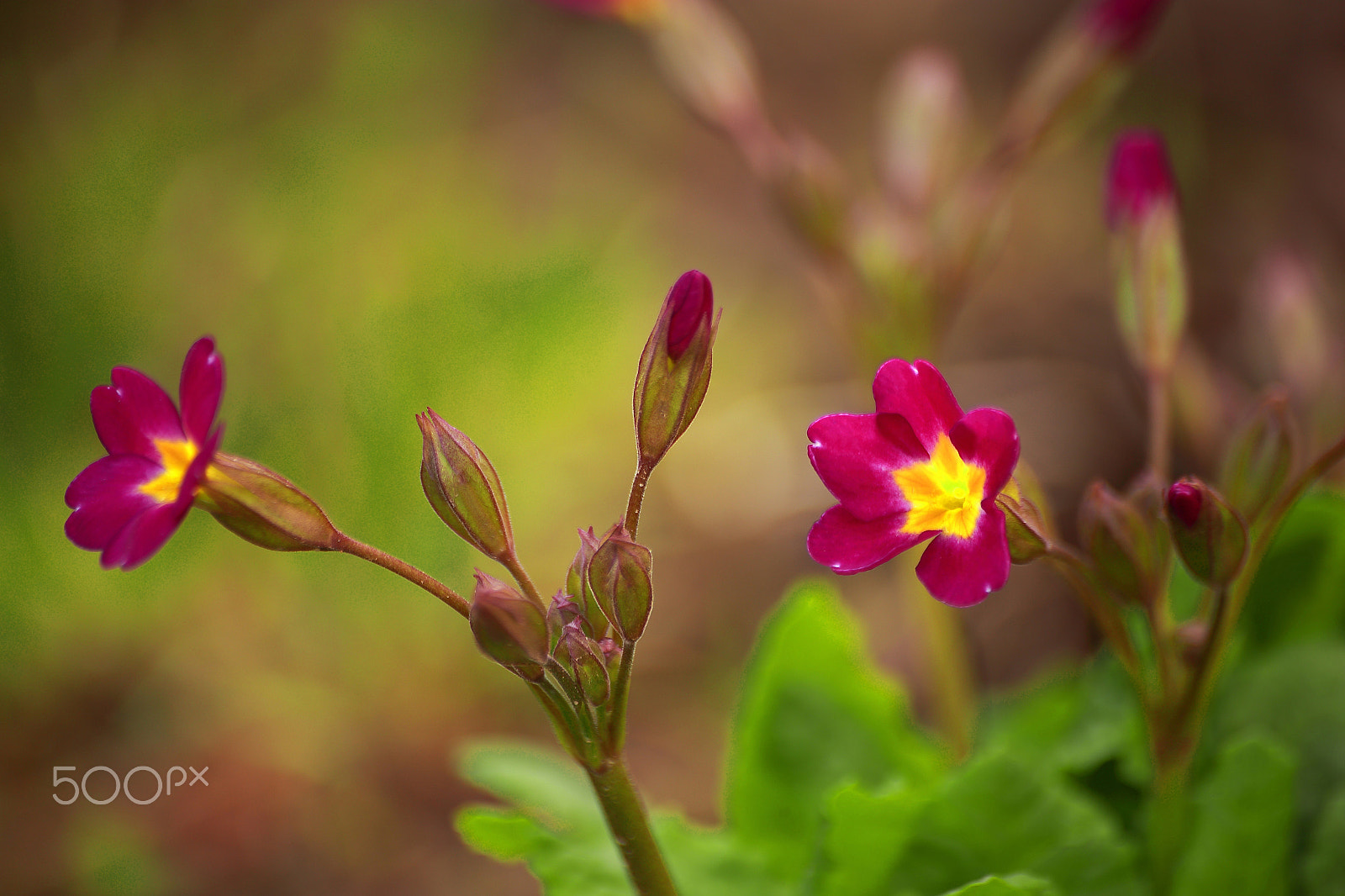 Sigma 70-300mm F4-5.6 APO DG Macro sample photo. The baby primrose macro photography