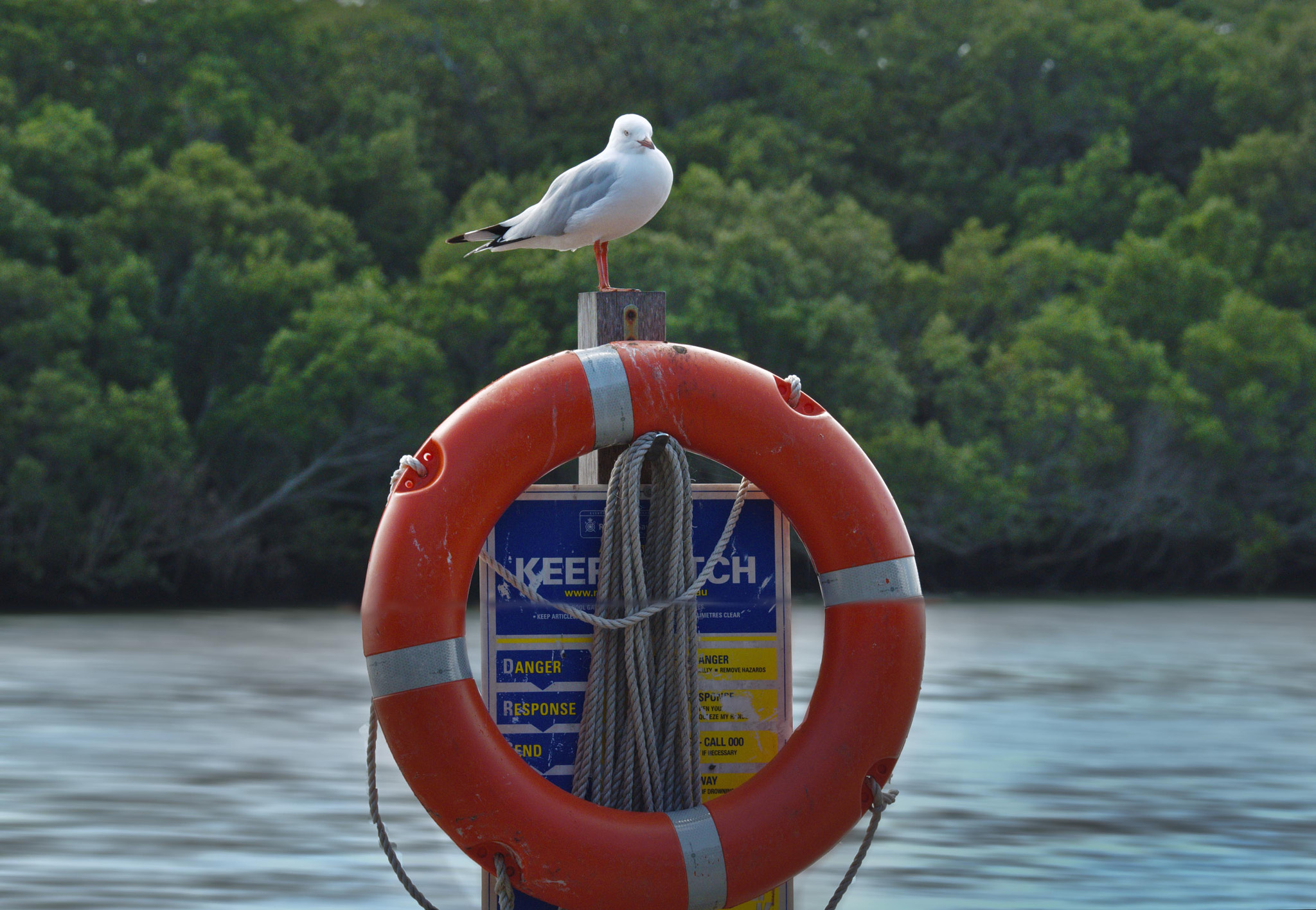 Fujifilm XF 100-400mm F4.5-5.6 R LM OIS WR sample photo. Riverside... photography