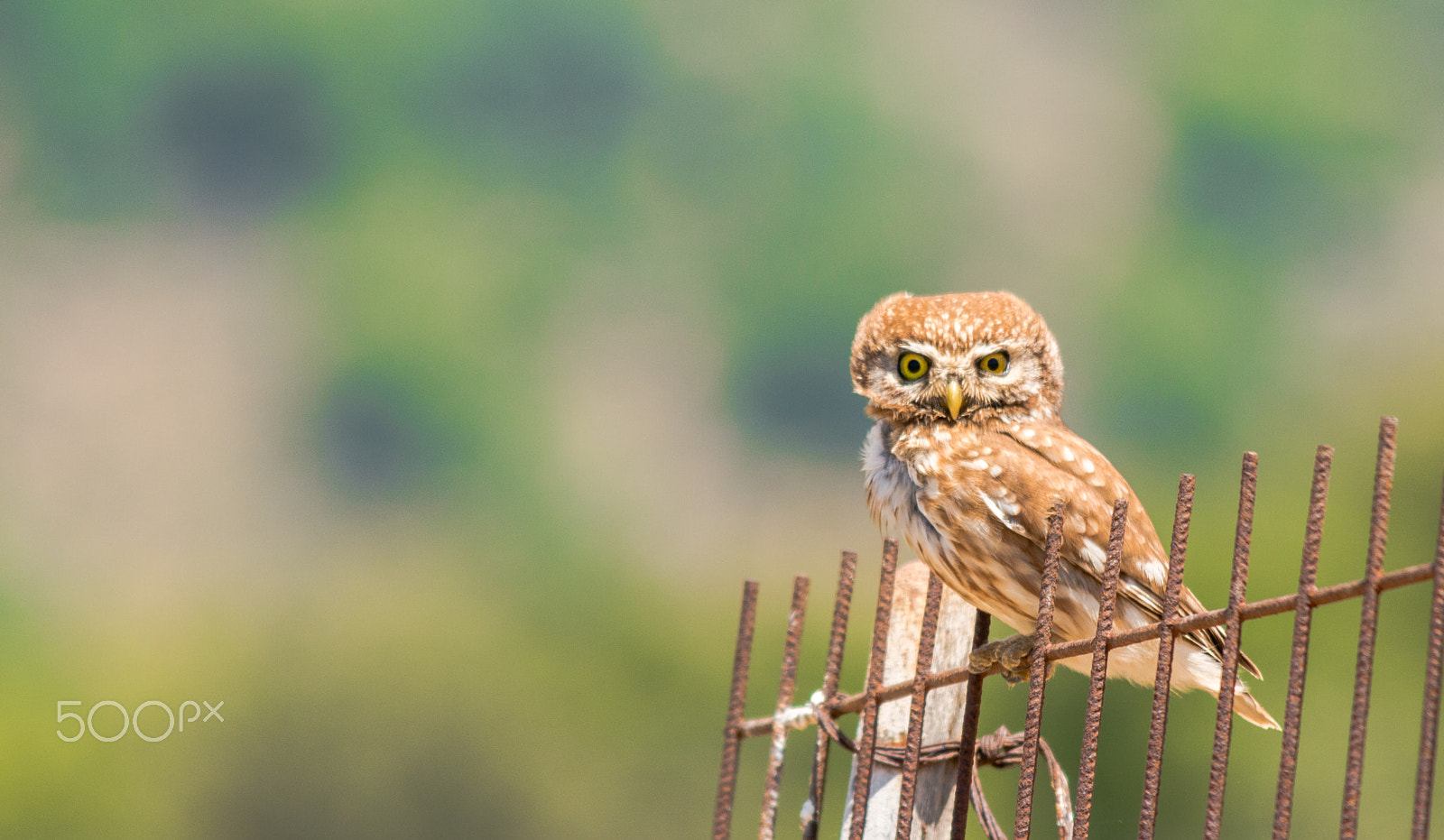 Canon EOS 70D + Sigma 50-500mm F4.5-6.3 DG OS HSM sample photo. Special owl photography