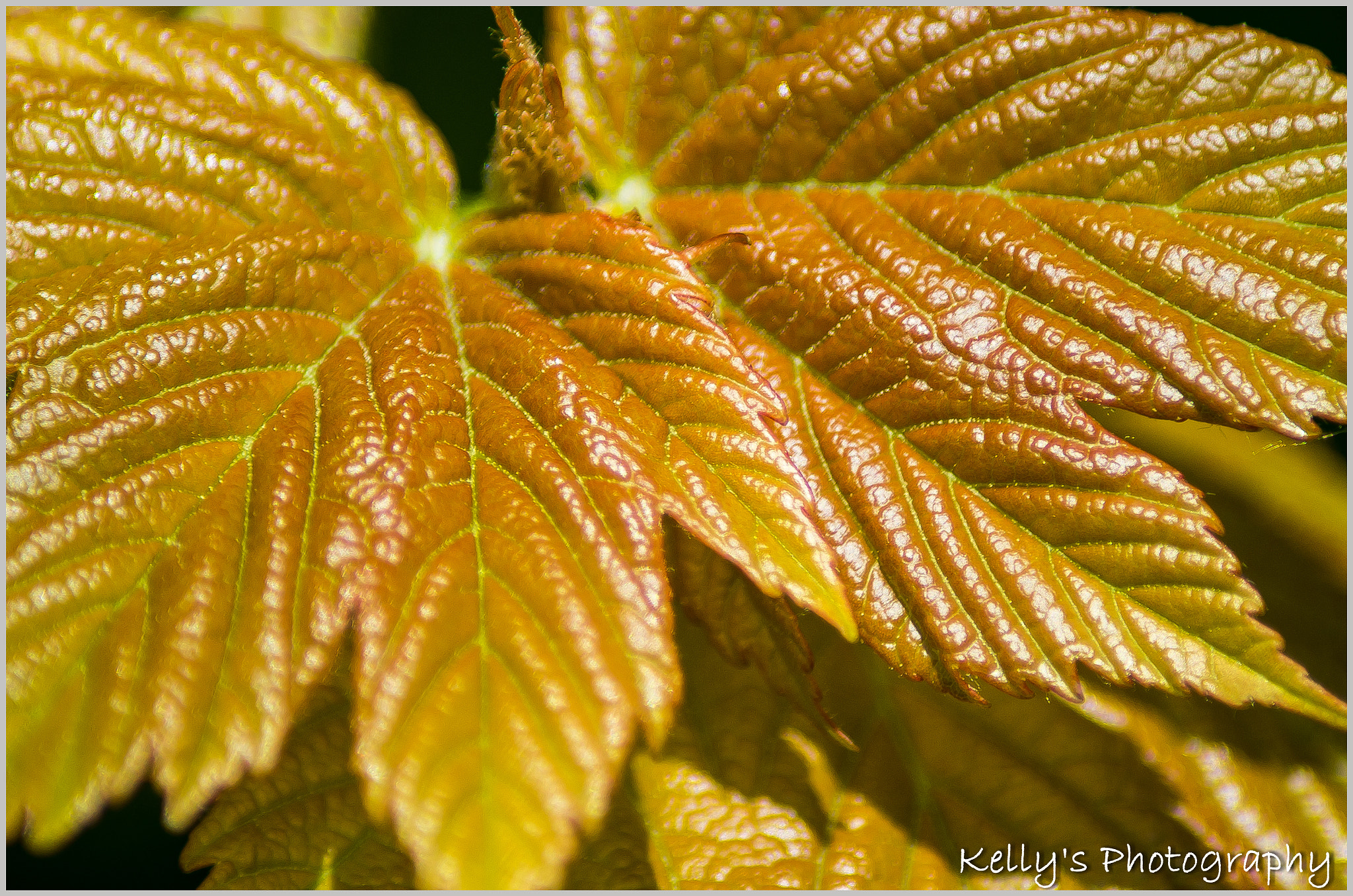 Tamron AF 70-300mm F4-5.6 Di LD Macro sample photo. Yellow leaves photography