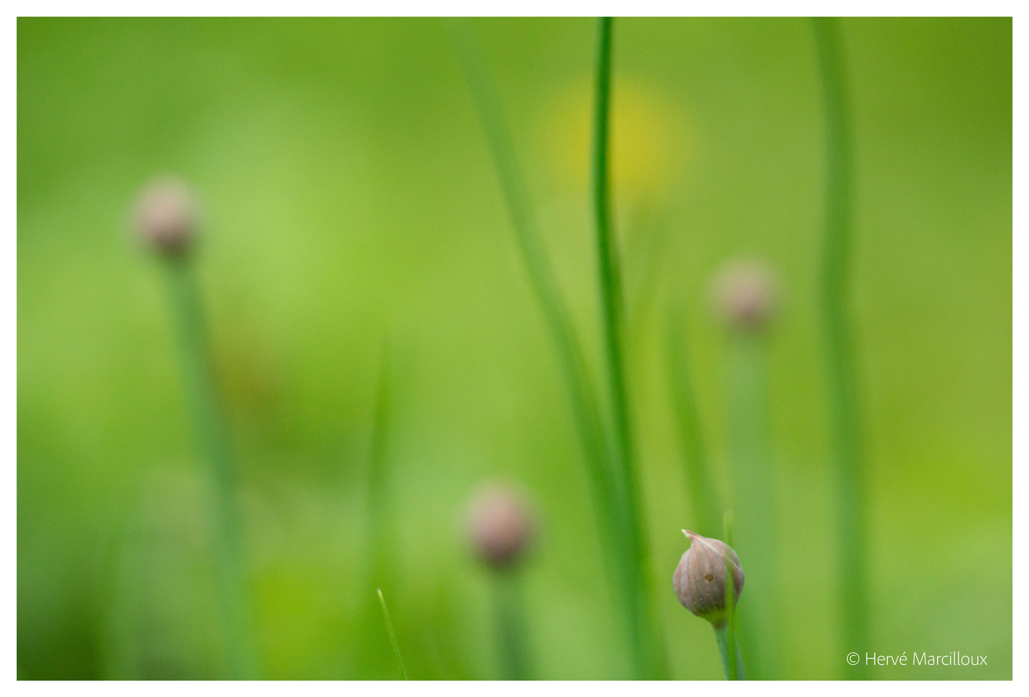 Sony SLT-A77 + 105mm F2.8 sample photo. Chives from the garden photography
