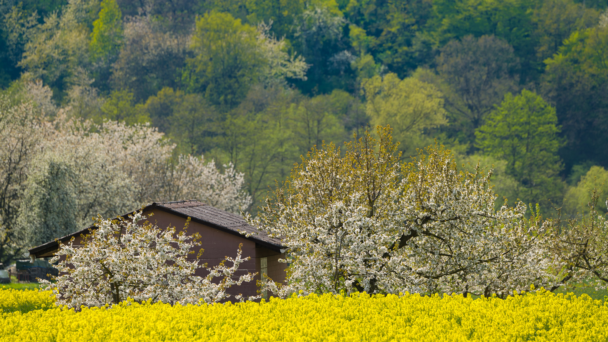 Leica APO-Vario-Elmarit-SL 90-280mm F2.8–4 sample photo. Cherry and rape blossom photography