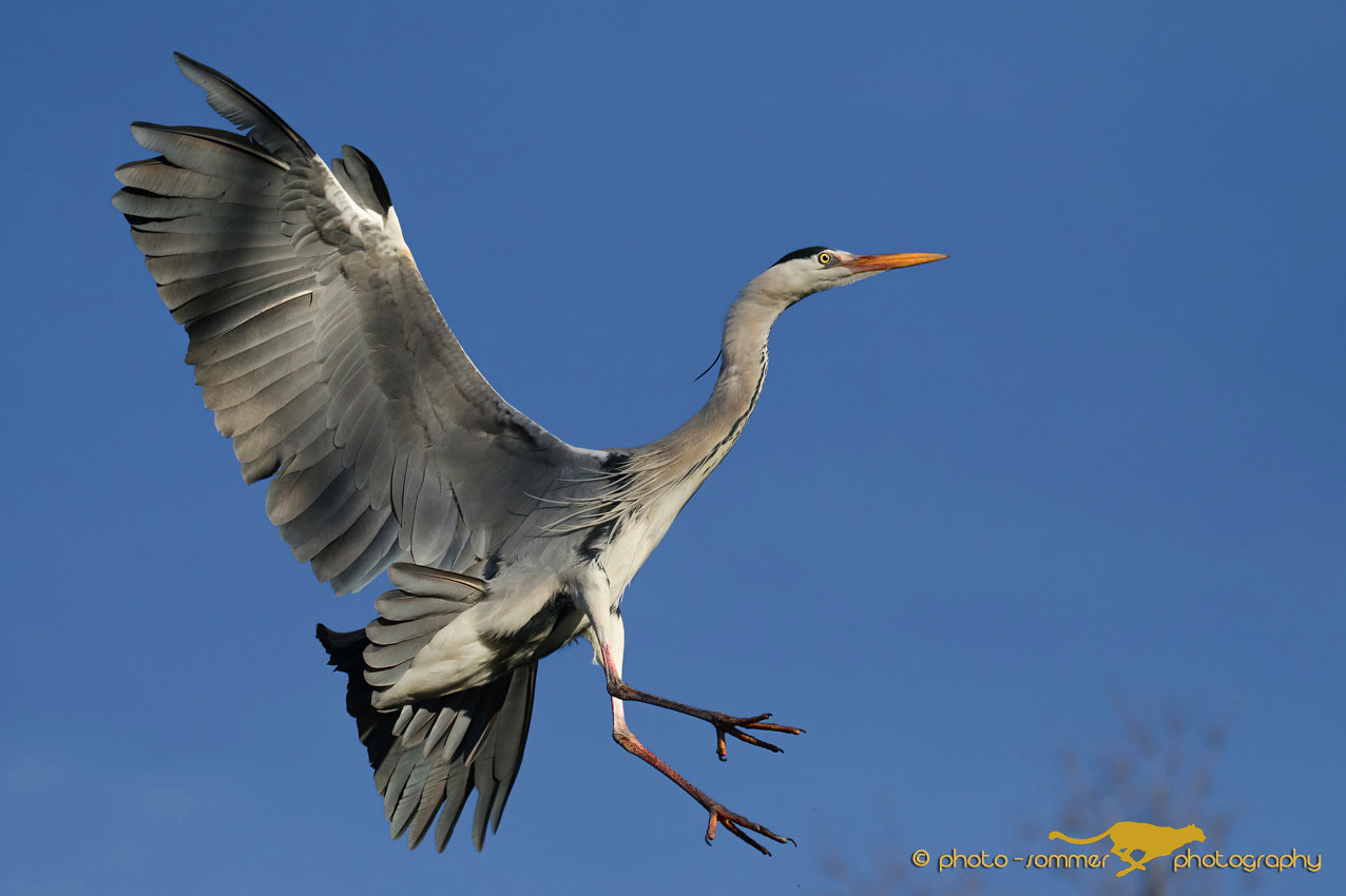 Canon EF 100-400mm F4.5-5.6L IS II USM sample photo. Great blue heron photography