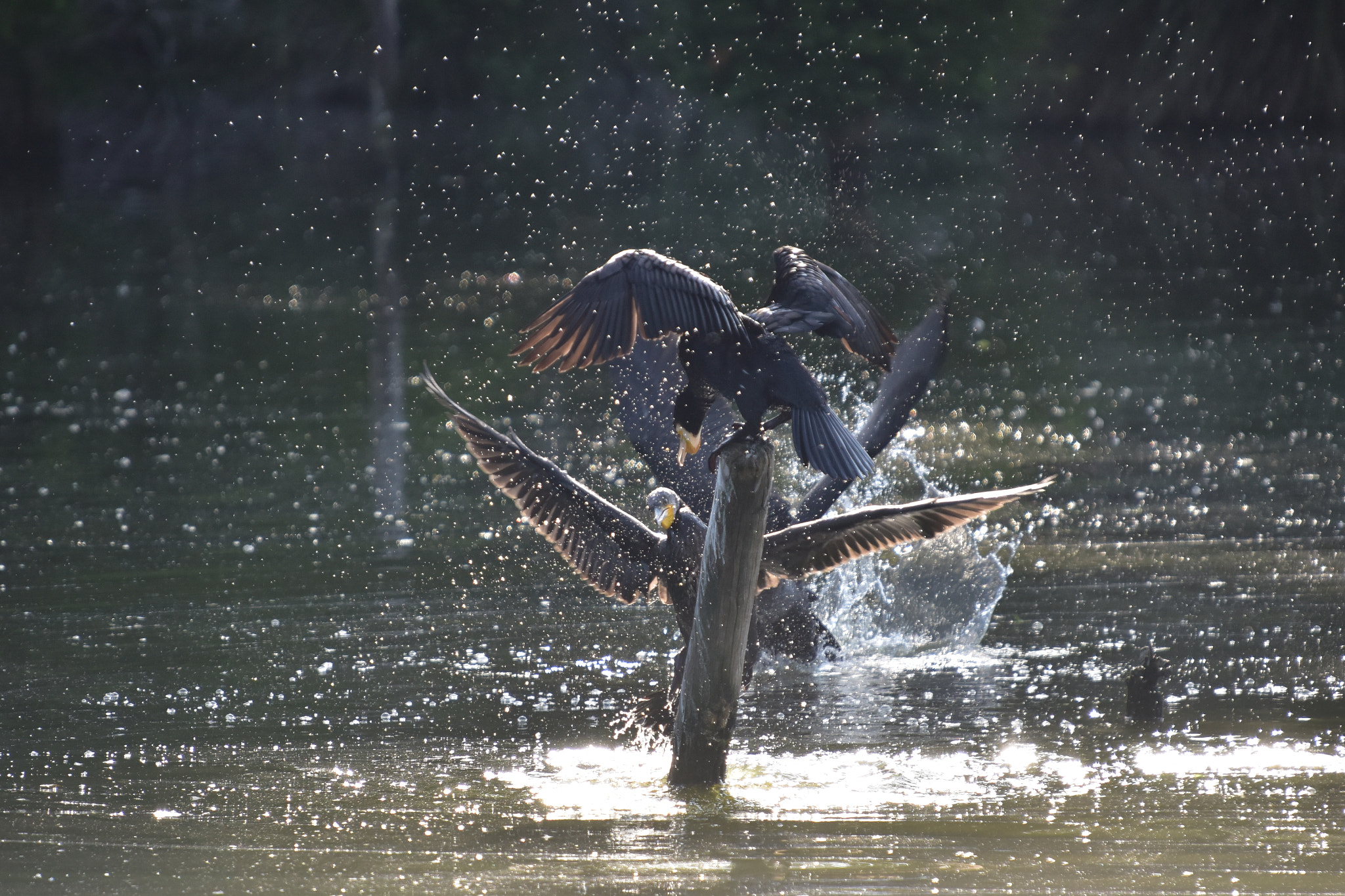 Sigma 50-500mm F4-6.3 EX APO RF HSM sample photo. Don't come to photography