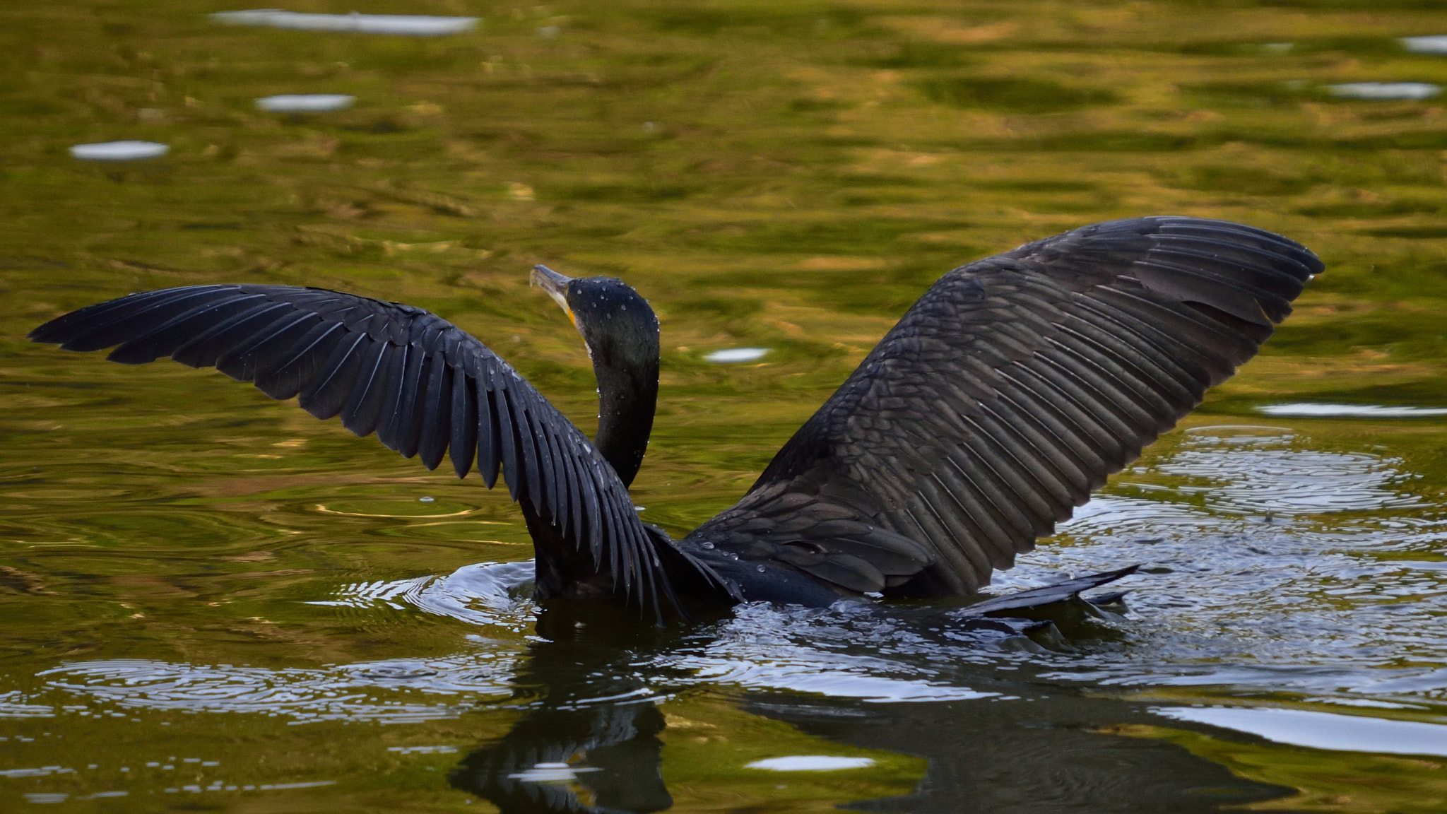 Nikon D810 + Sigma 50-500mm F4-6.3 EX APO RF HSM sample photo. Takeoff preparations photography