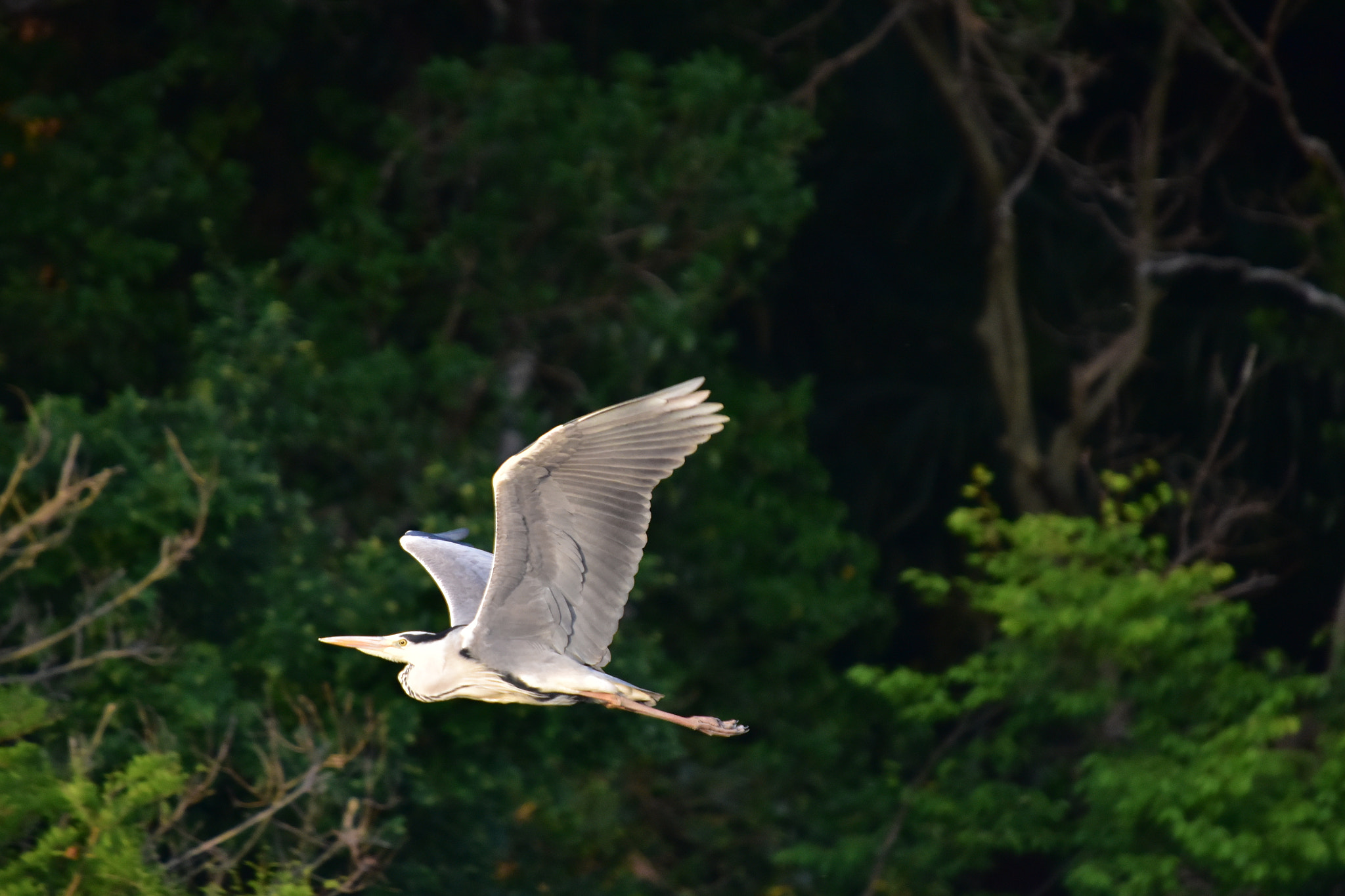 Sigma 50-500mm F4-6.3 EX APO RF HSM sample photo. Grey heron photography
