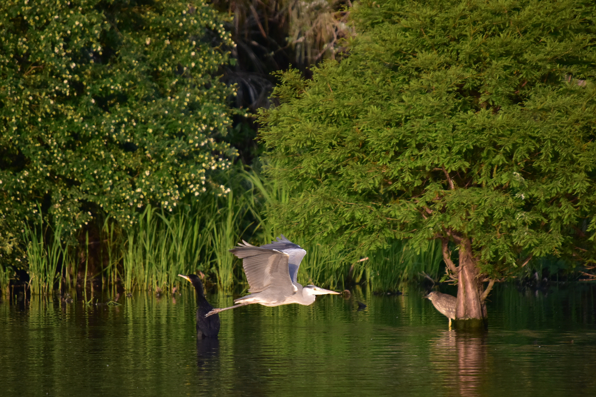 Sigma 50-500mm F4-6.3 EX APO RF HSM sample photo. In setting sun photography