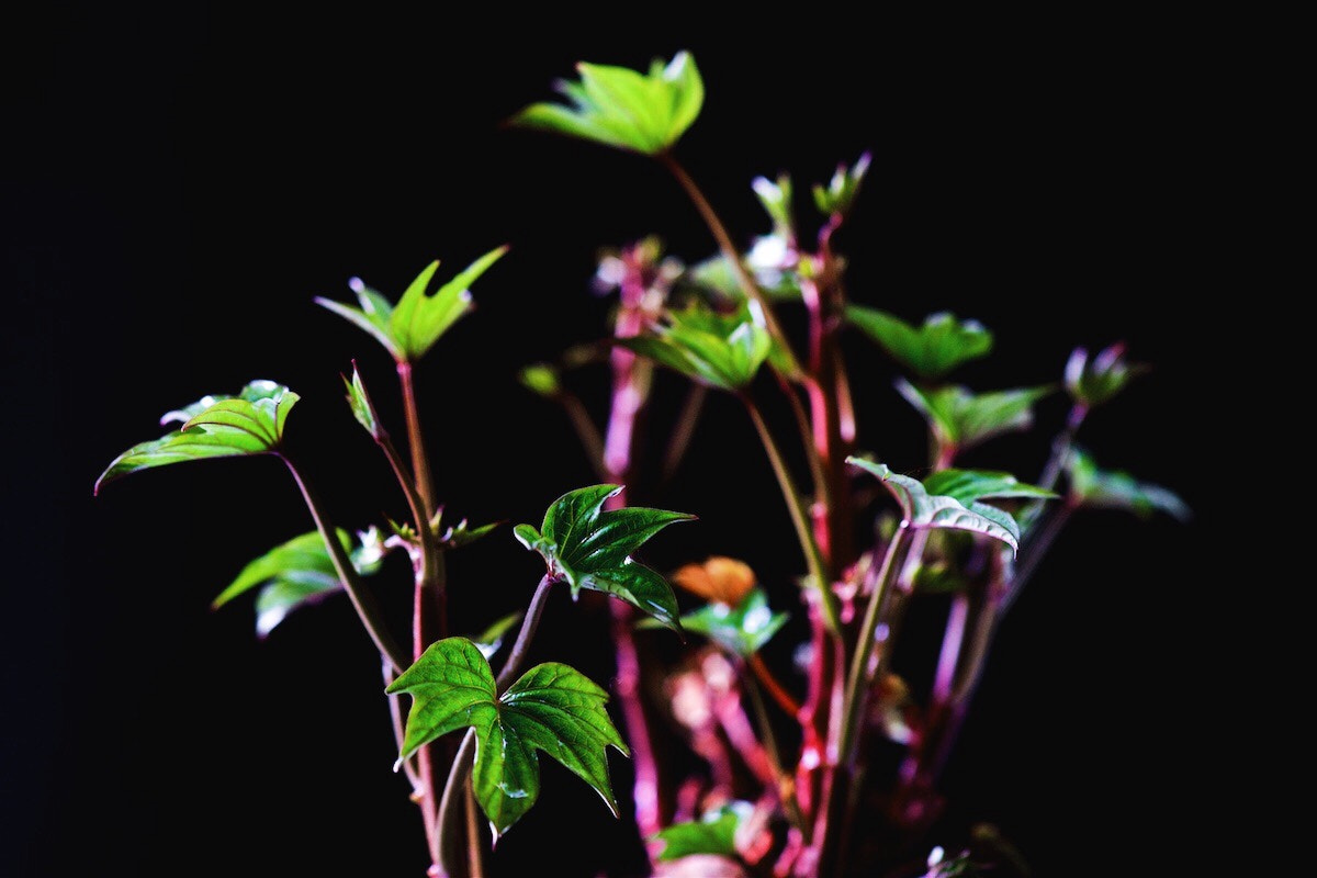 Sony a99 II + Sony 100mm F2.8 Macro sample photo. Growth photography